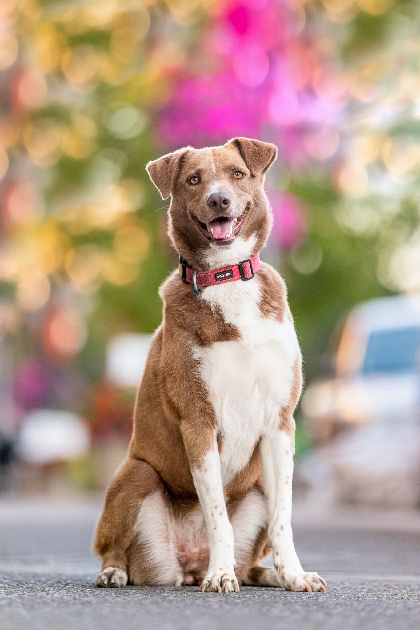 A dog photographed sitting on path downtown St. Catharines with soft bokeh behind her 