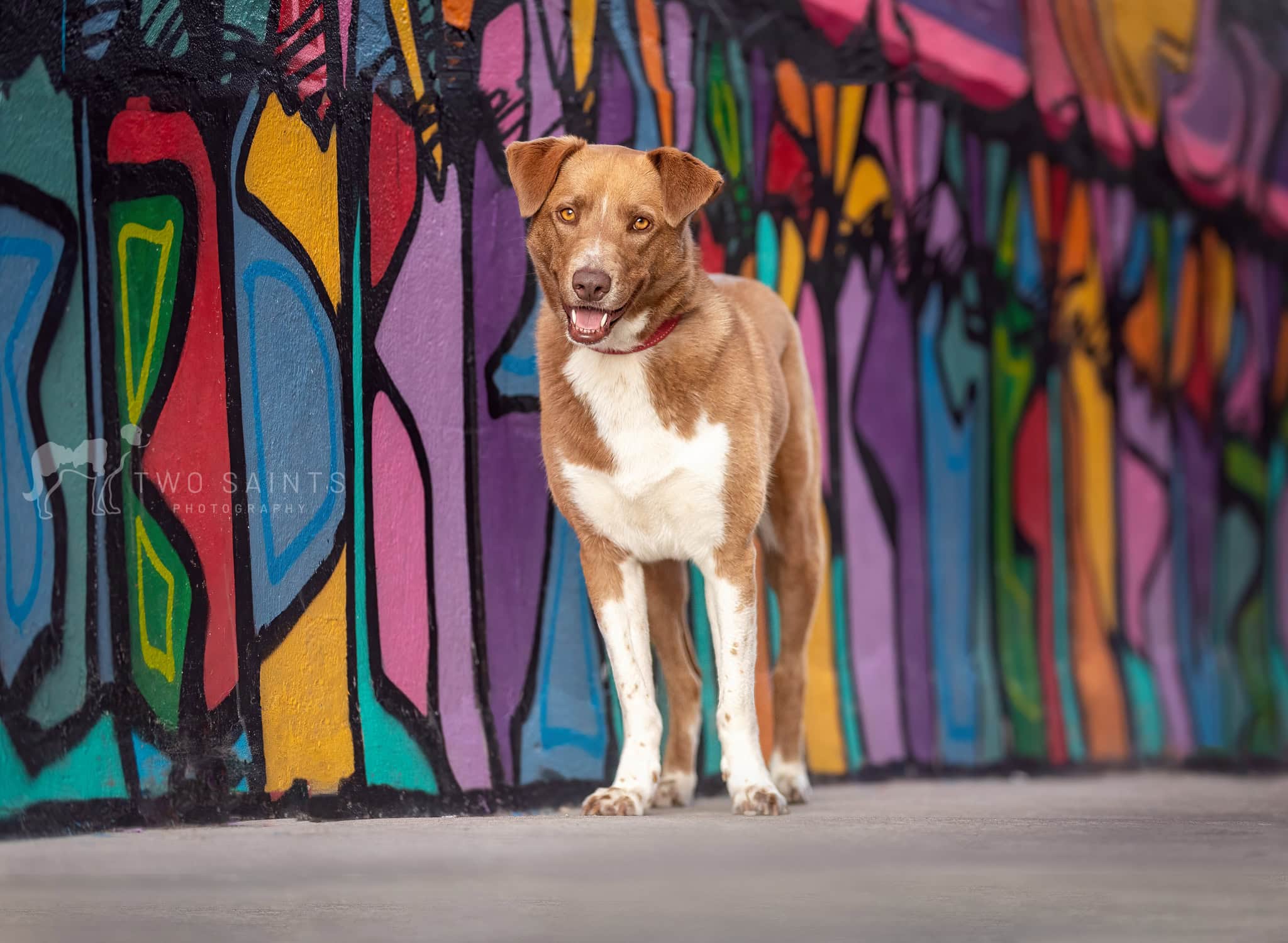 Jo Jo graffitjpg