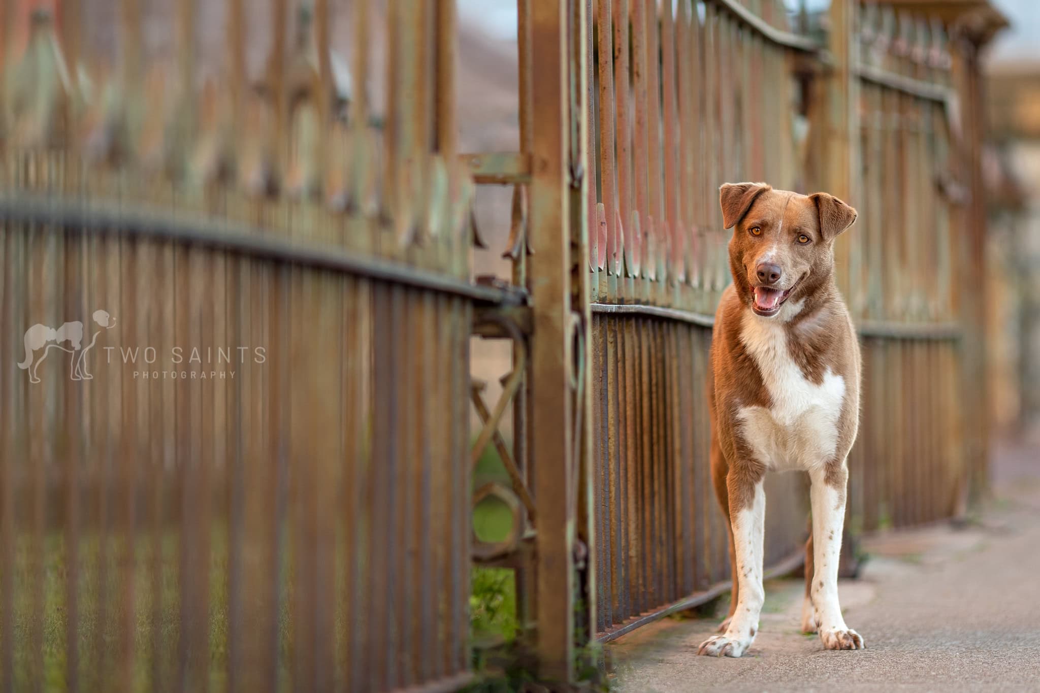 A dog photographed standing next to a long iron gate in downtown St. Catharines