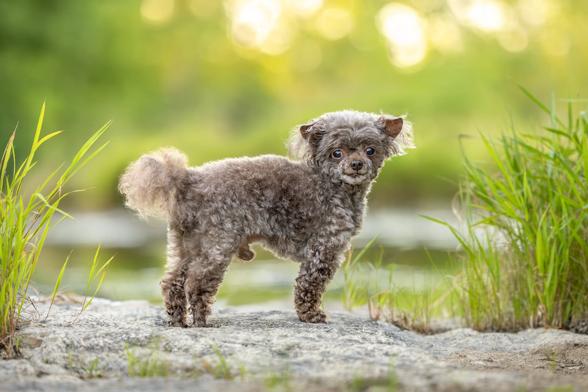 Teacup Poodle standing on some rock with beautiful warm golden hour illuminating him at Balls Falls Conservation Area