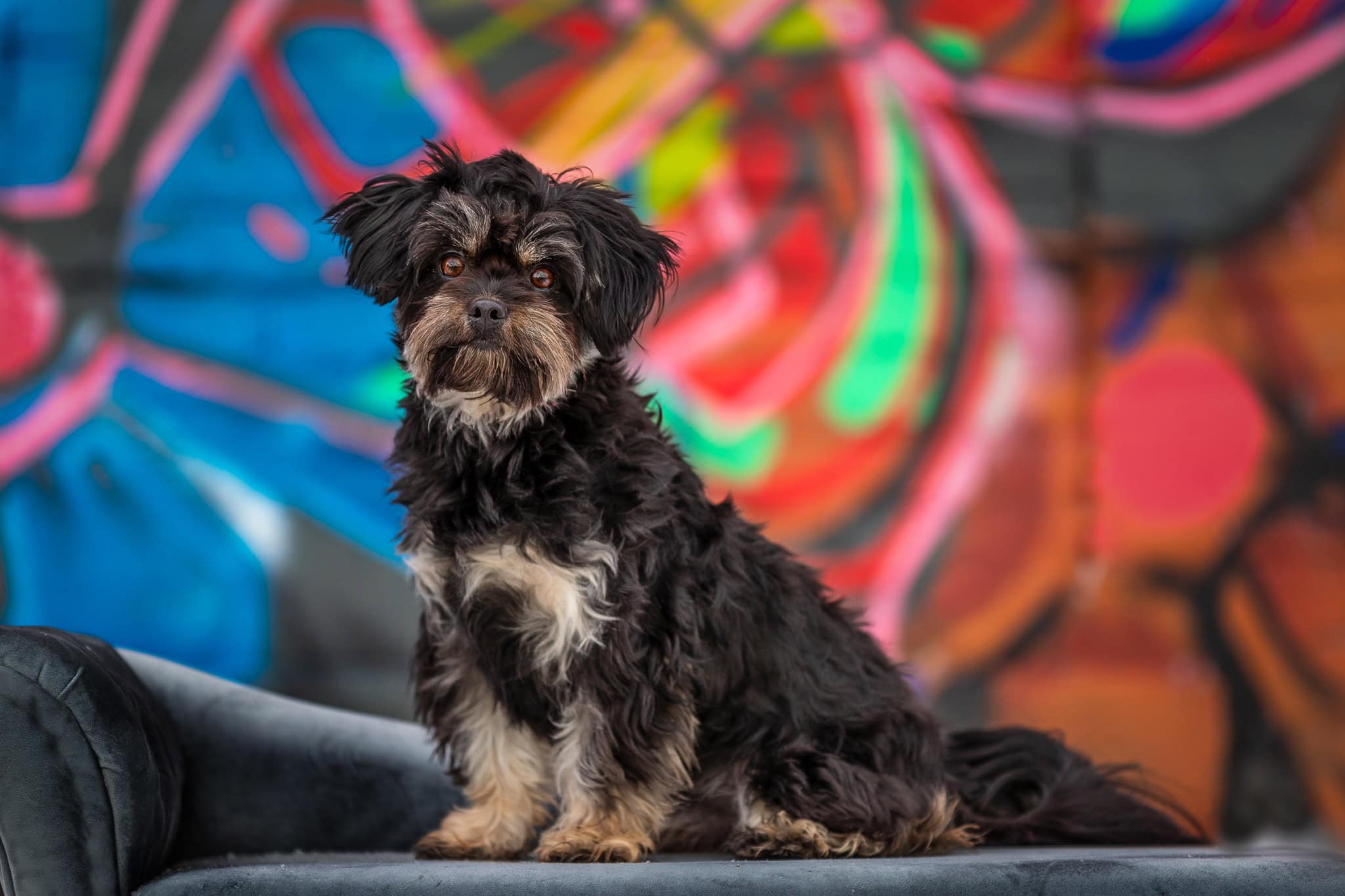 Small dog sitting on a bench in front of a graffiti wall downtown St. Catharines