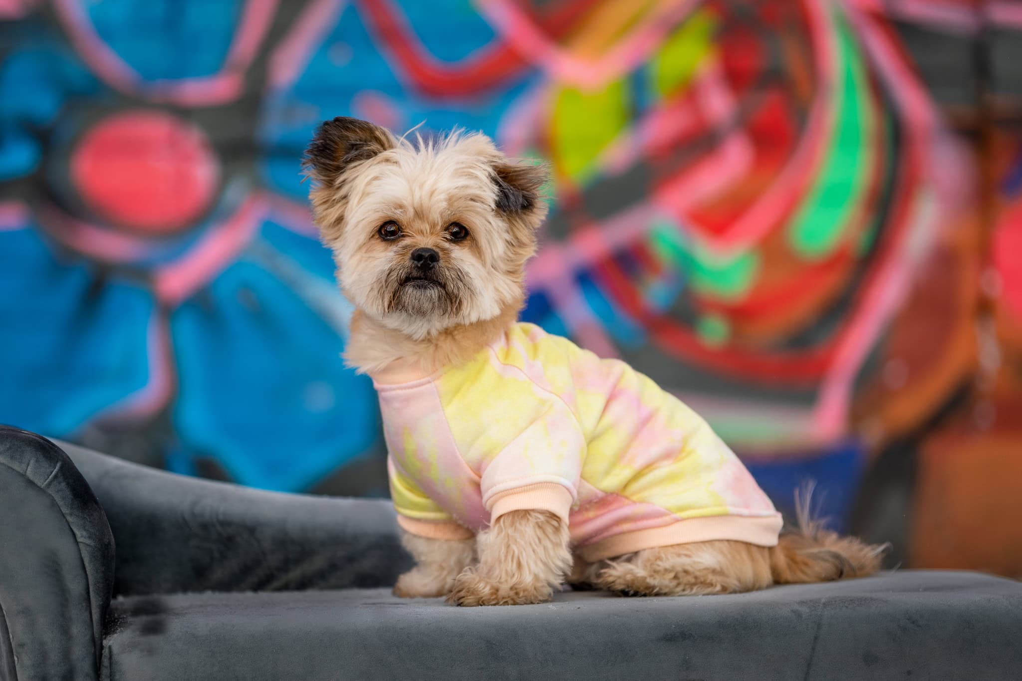 Small dog sitting on a bench in front of a graffiti wall downtown St. Catharines