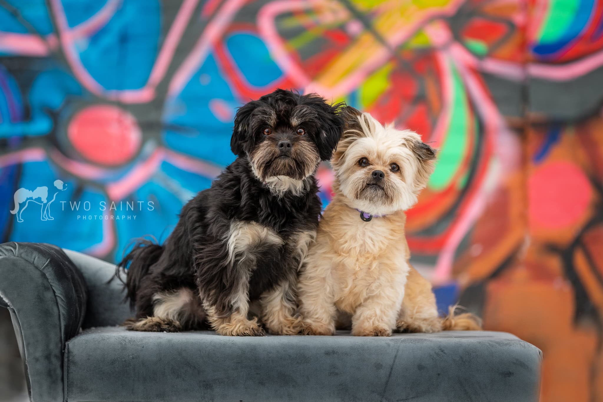 Two Small dogs  sitting on a bench in front of a graffiti wall downtown St. Catharines