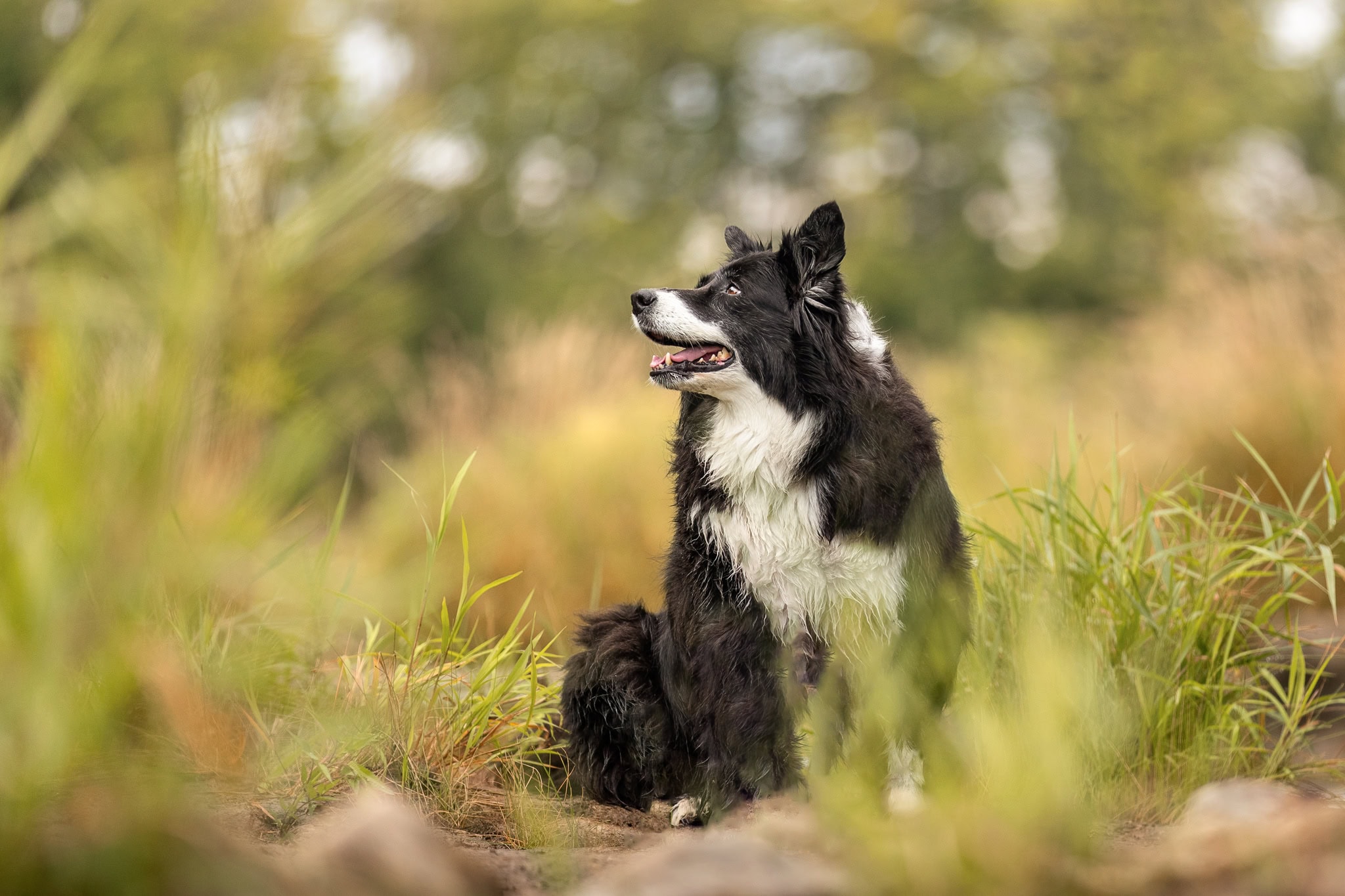 Border Collie photographed at Balls Falls