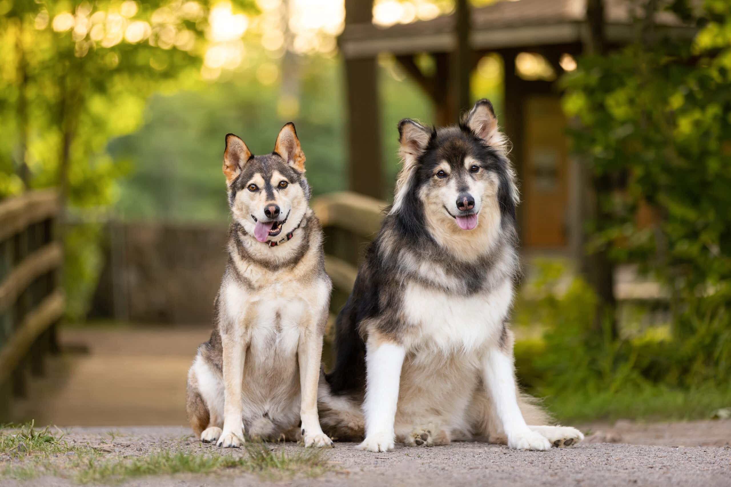Two Huskies at Balls Falls Conservation Area