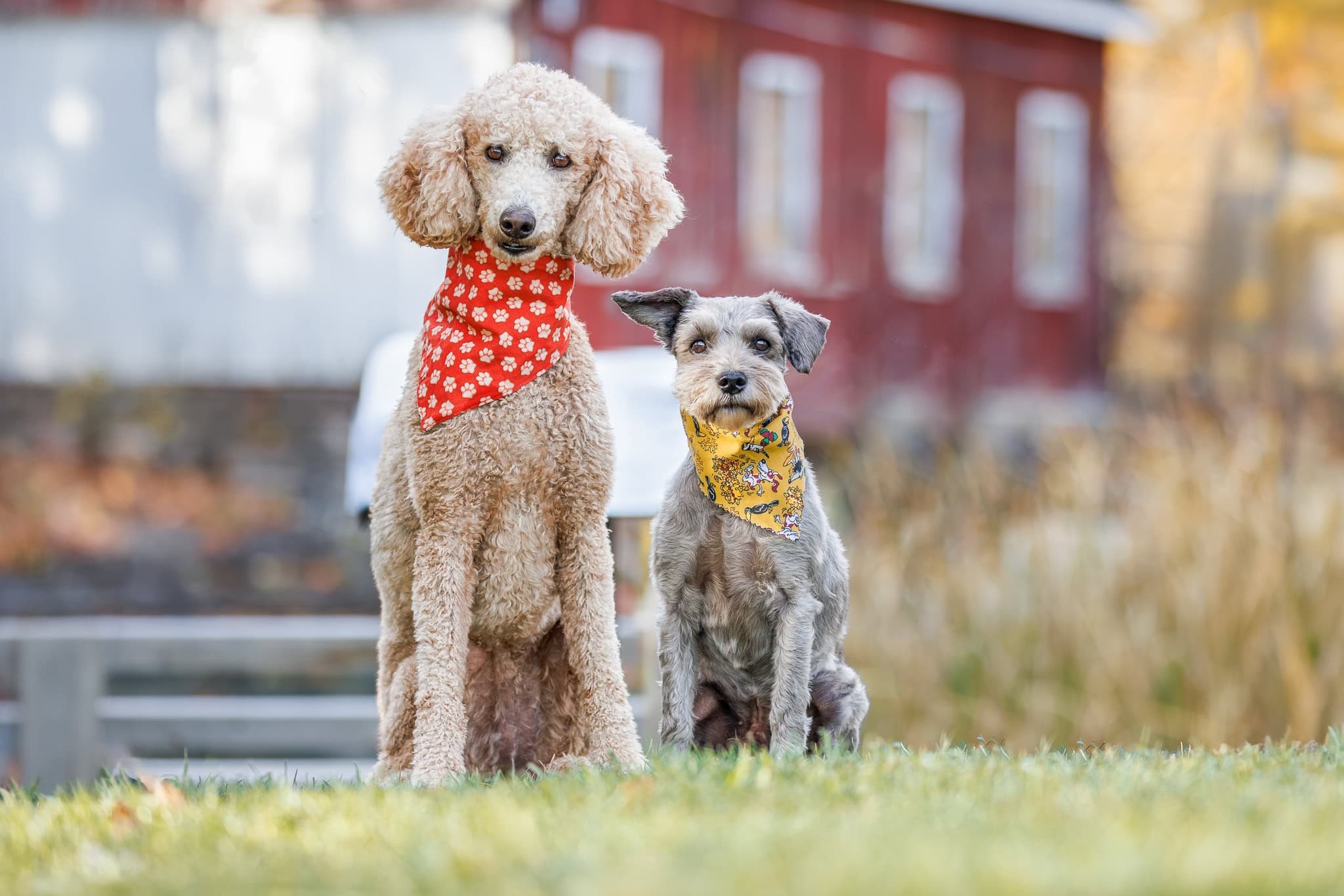 A poodle and terrier photographed at Decew Falls in Niagara