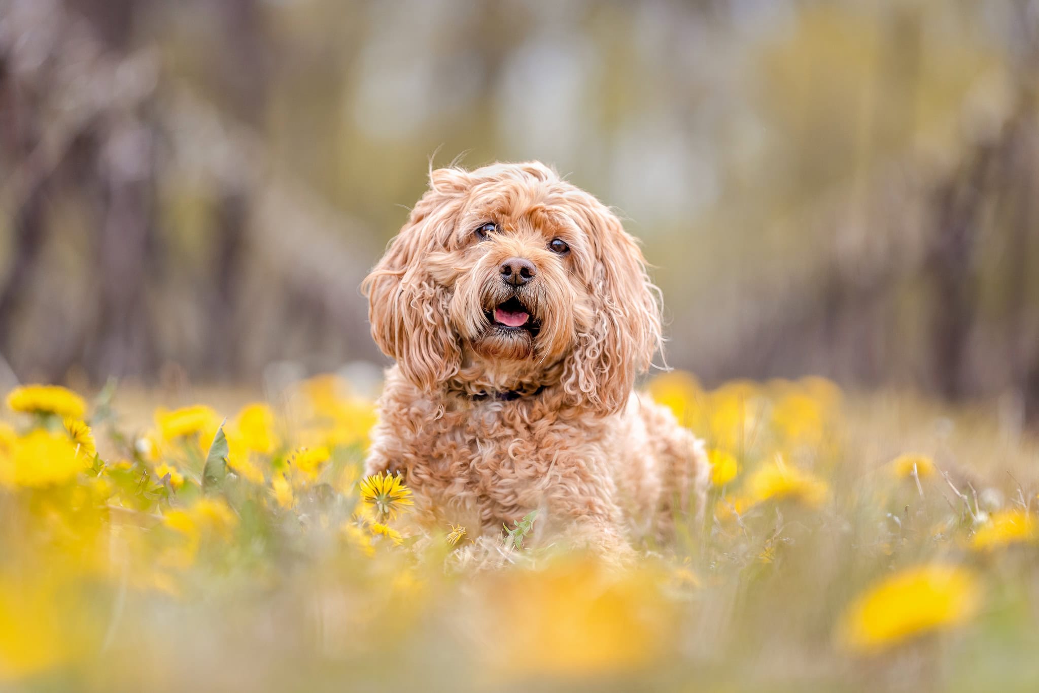 dog photographed in a vineyard in Niagara on the Lake