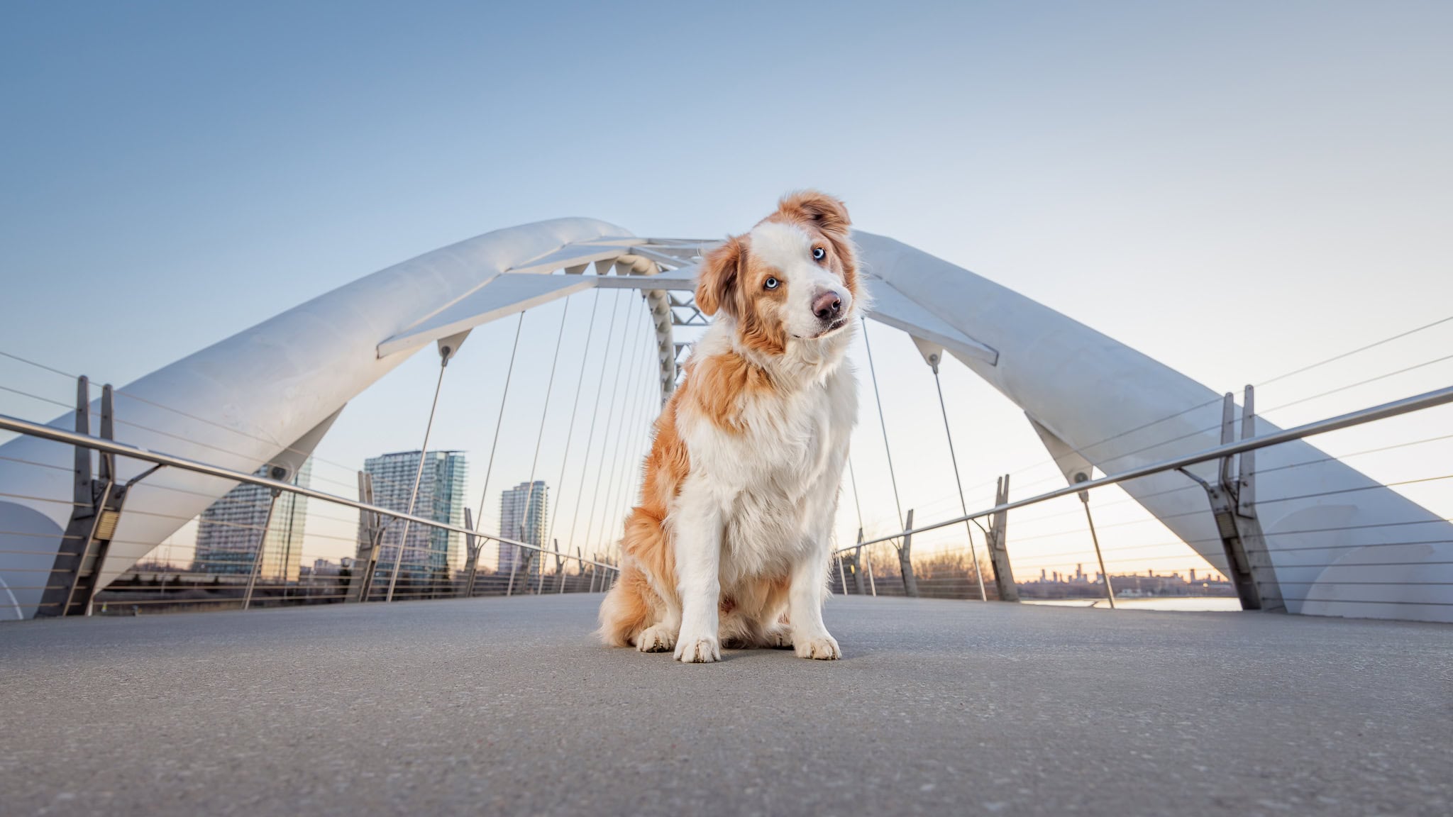 Deo dog website toronto