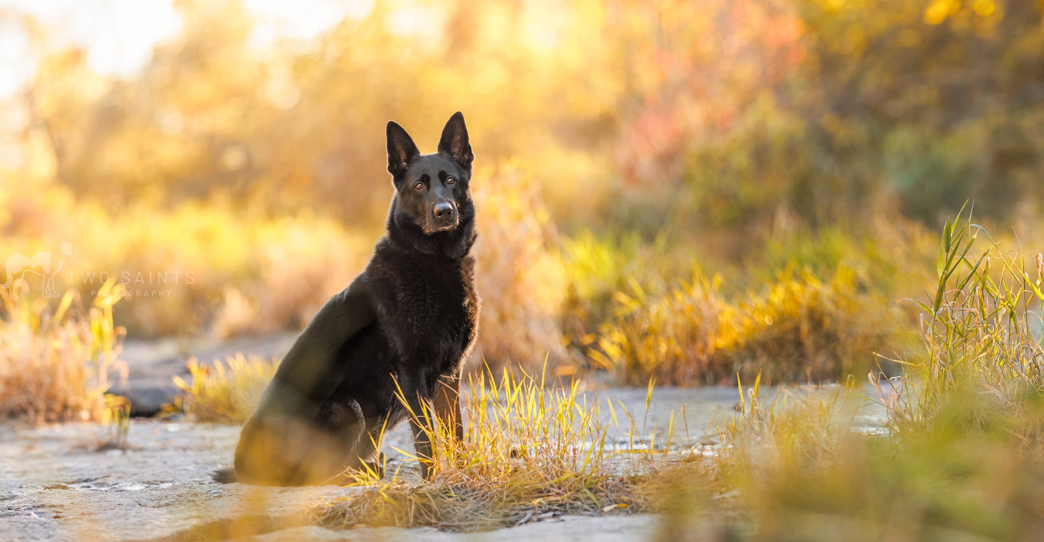 A black German Shepard sitting at the upper Falls at Balls Falls Conservation area