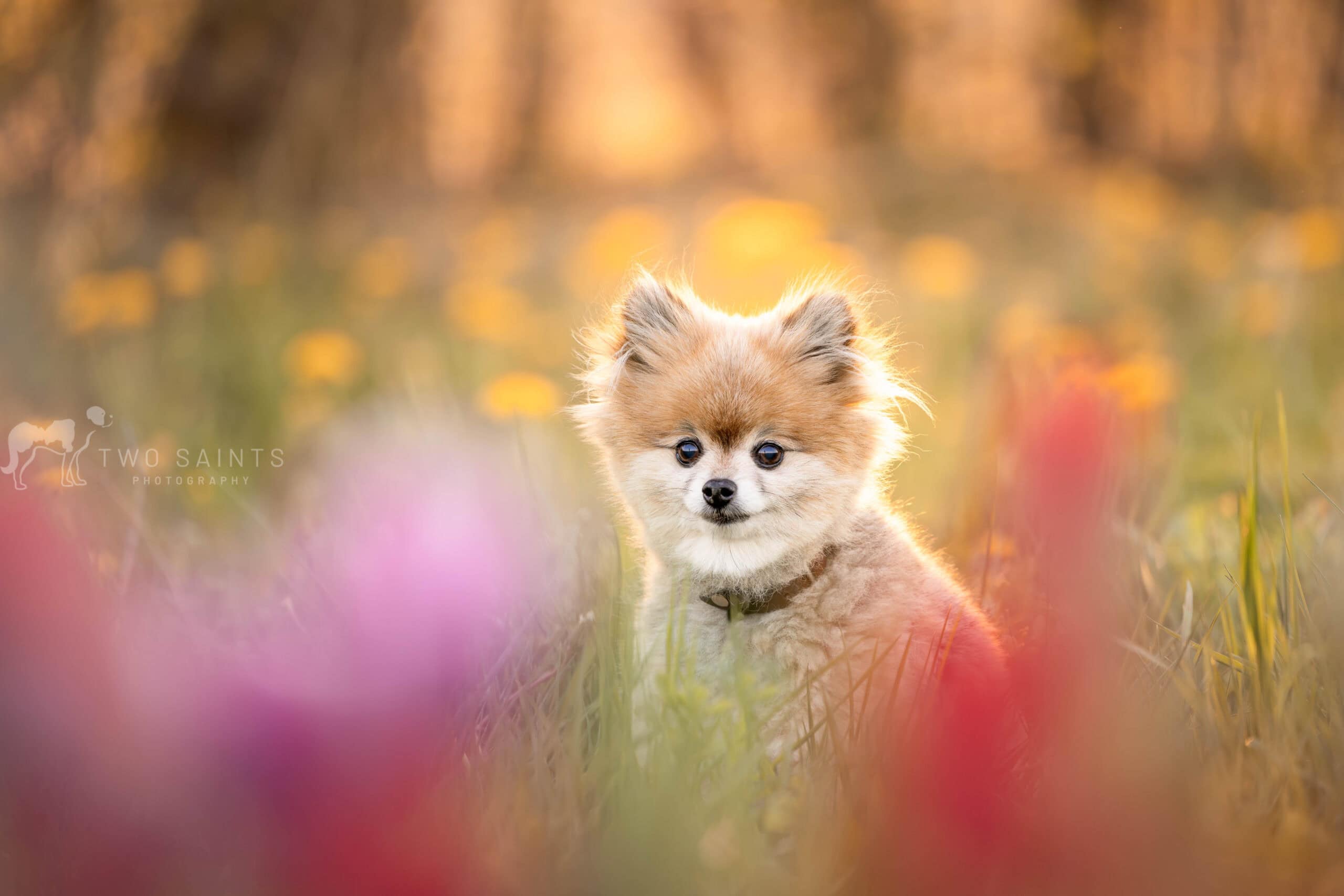 a small dog sitting in a tulip farm at TASC