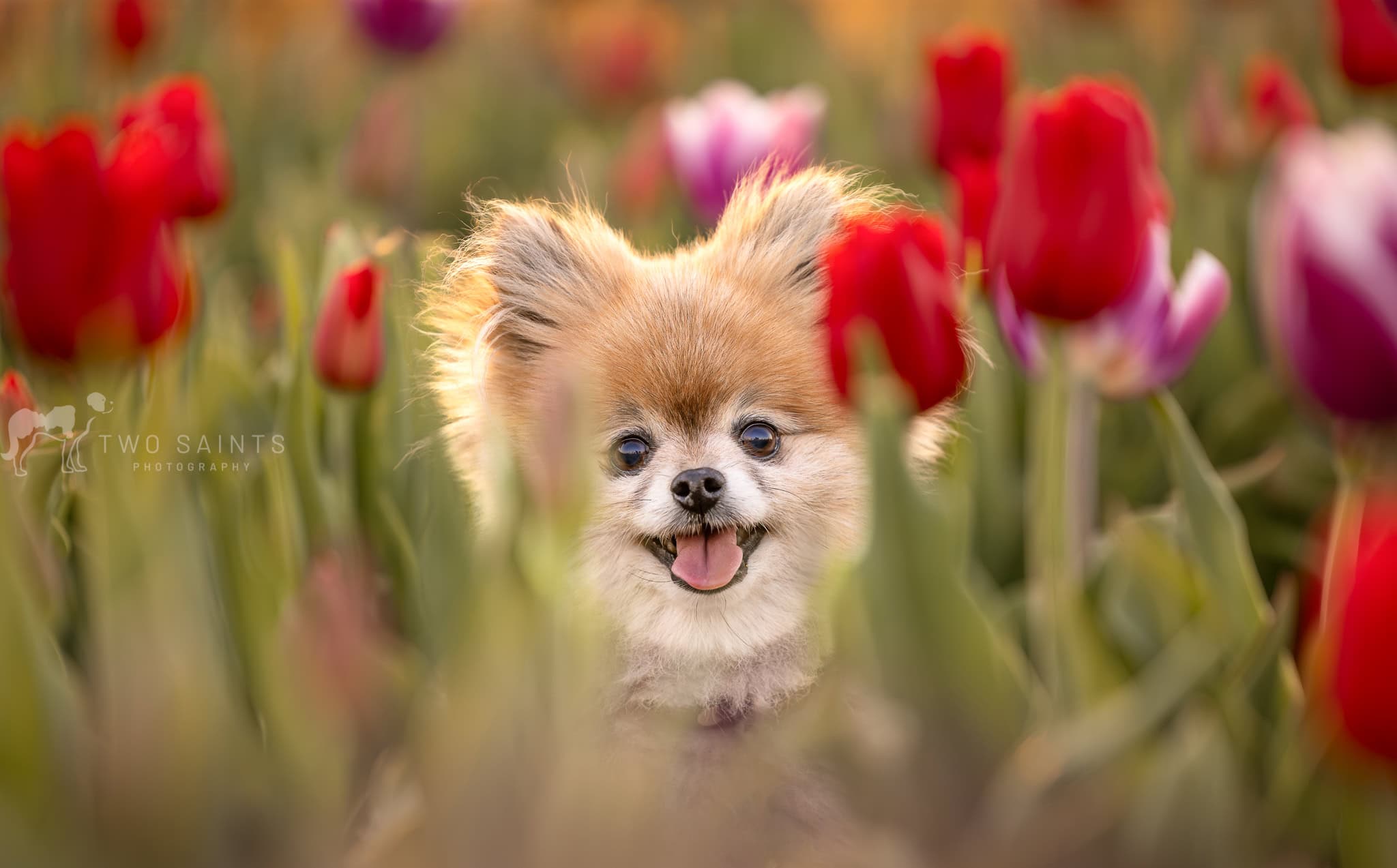 tiny dog sitting in the tulips at