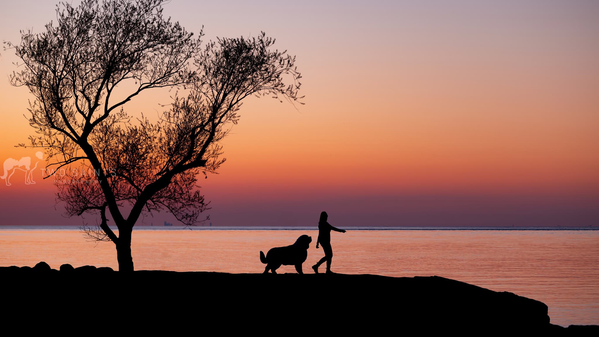 A woman and her St. Bernard at sunset in Niagara on the Lake