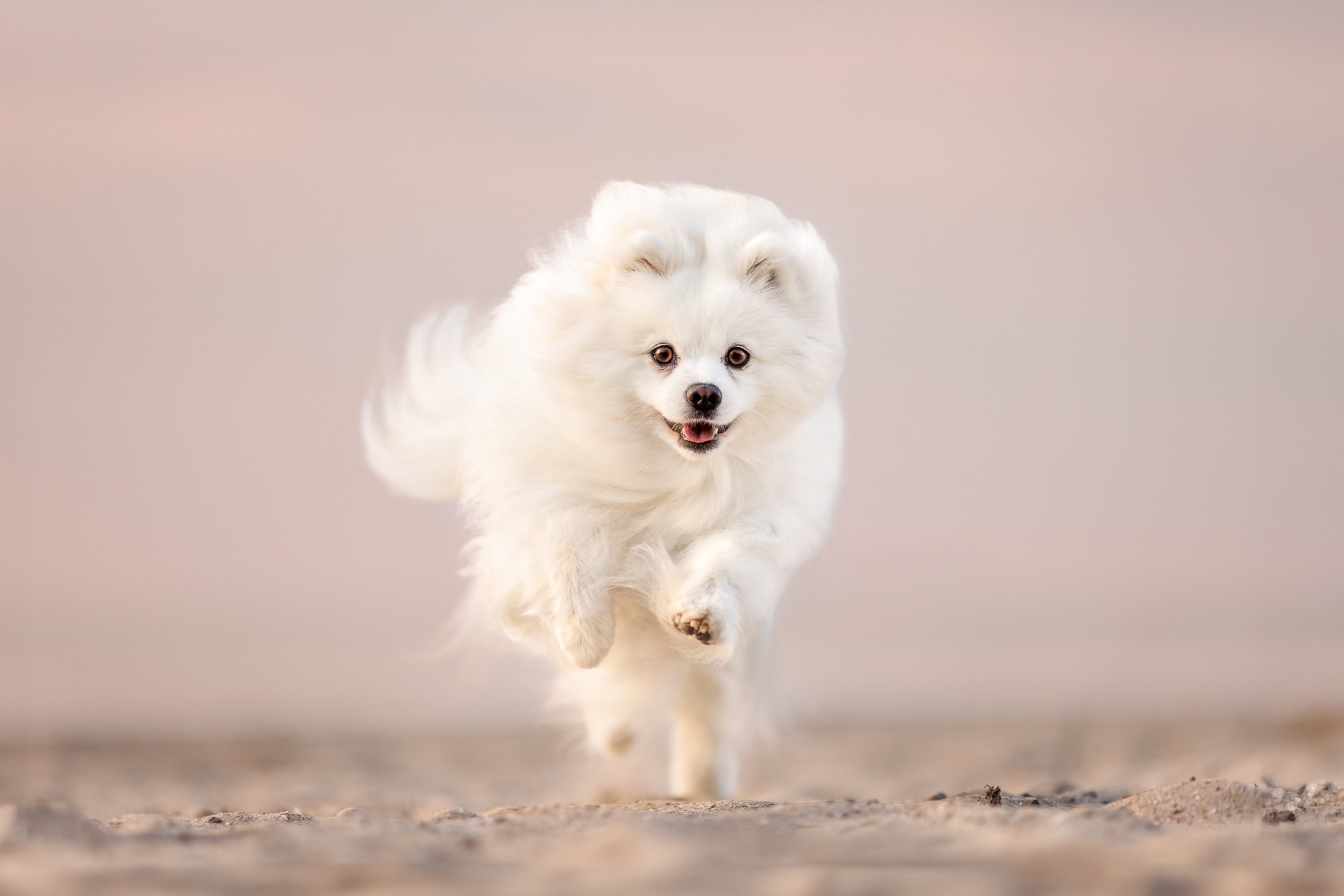 a Pomeranian dog running at the beach in Port Dalhousie Ontario
