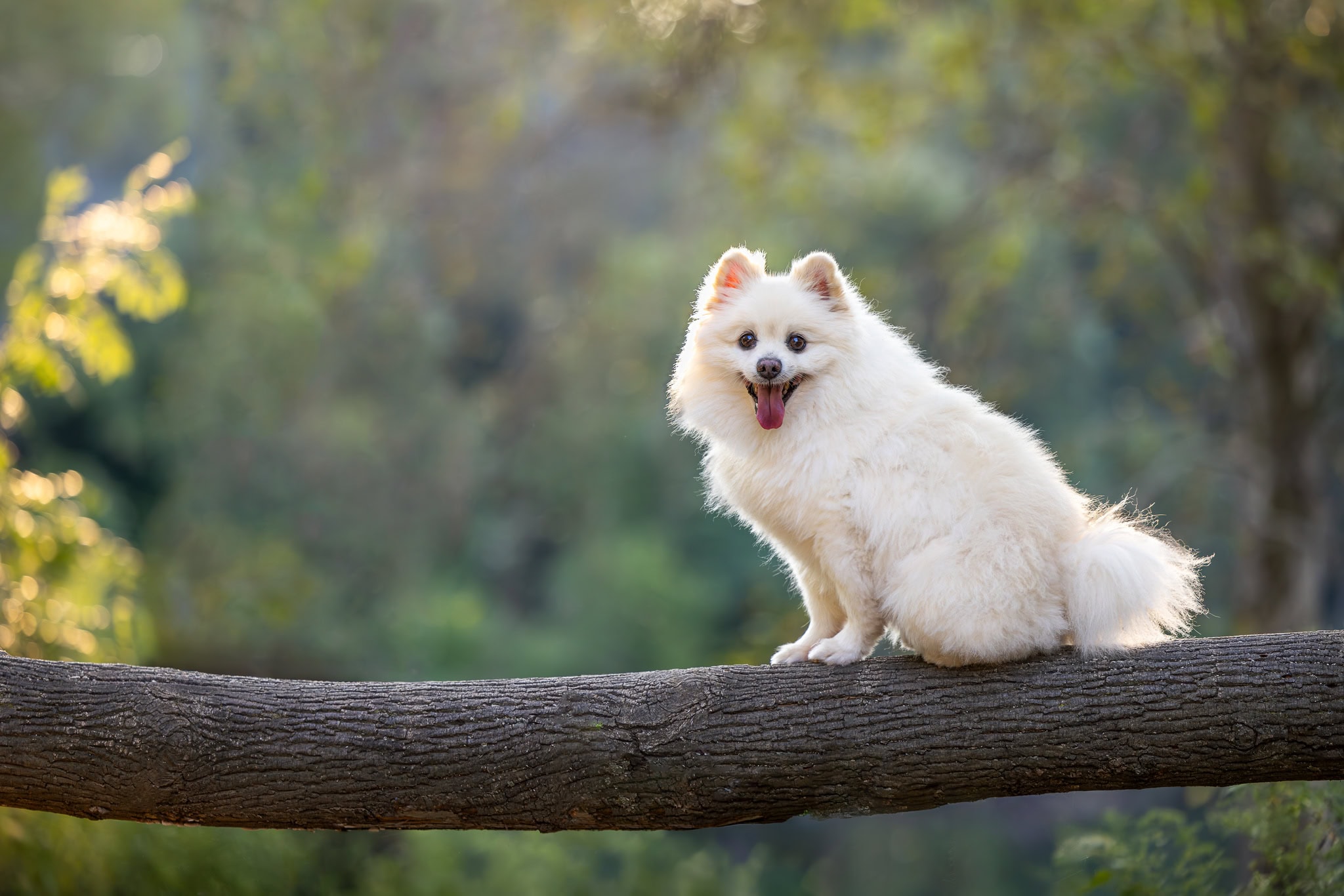 A Pomerania dog photographed at Dufferin Islands in Niagara Falls