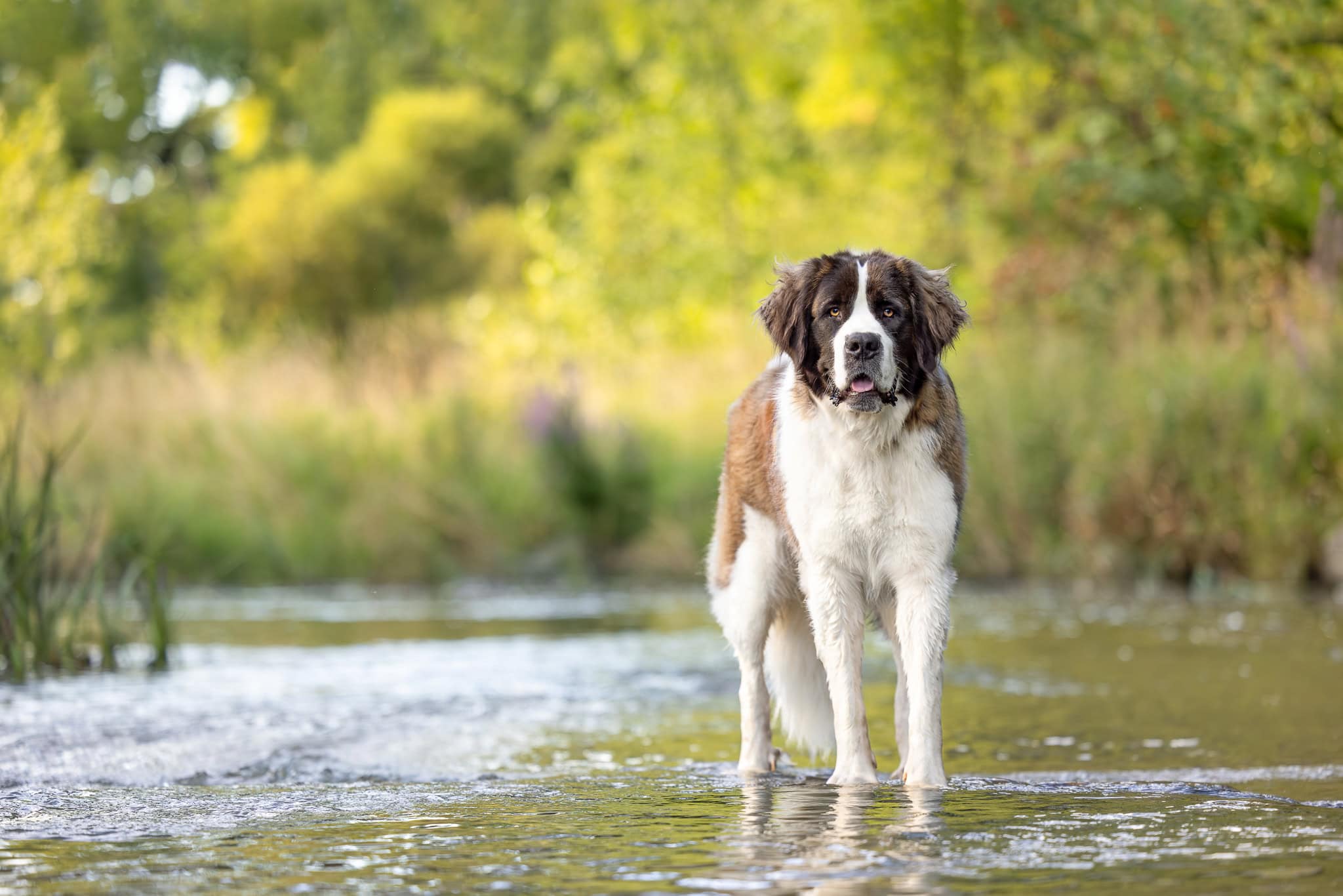 a St. Bernard standing for a photograph at Balls Falls Conservation Area