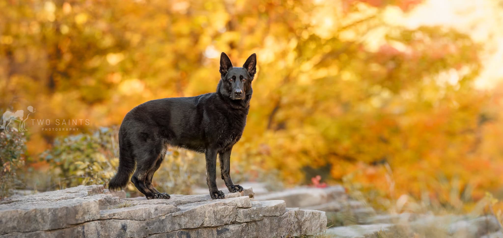 Black German Shepard standing on rocks at Balls Falls