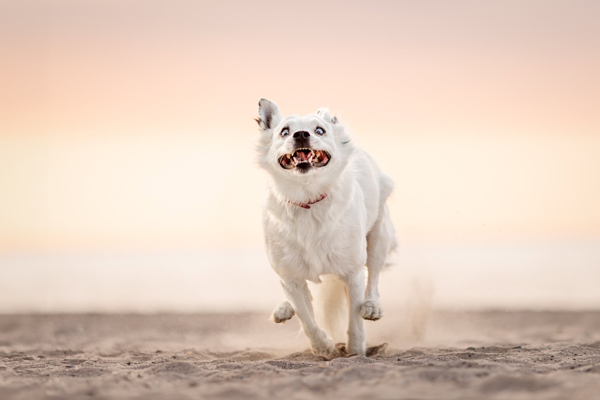 rescue dog running on the beach Lakeside Beach Park in Port Dalhousie