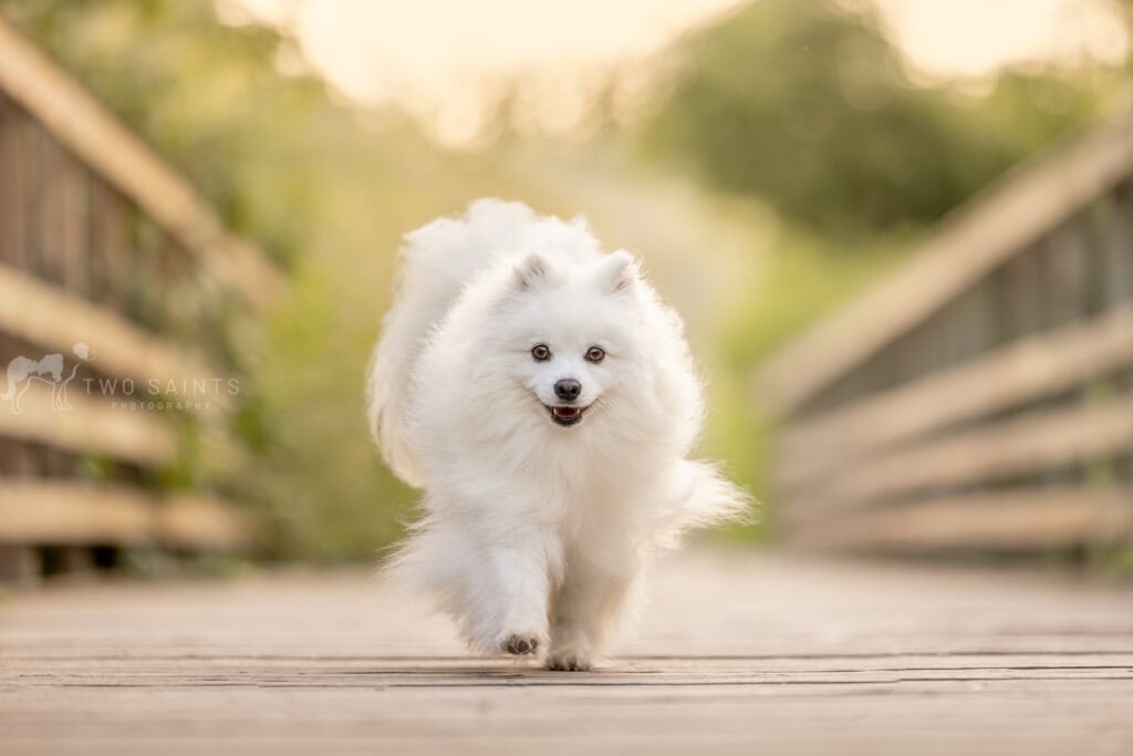 white dog walking on bridge at Cherry Hill Gate in Burlington