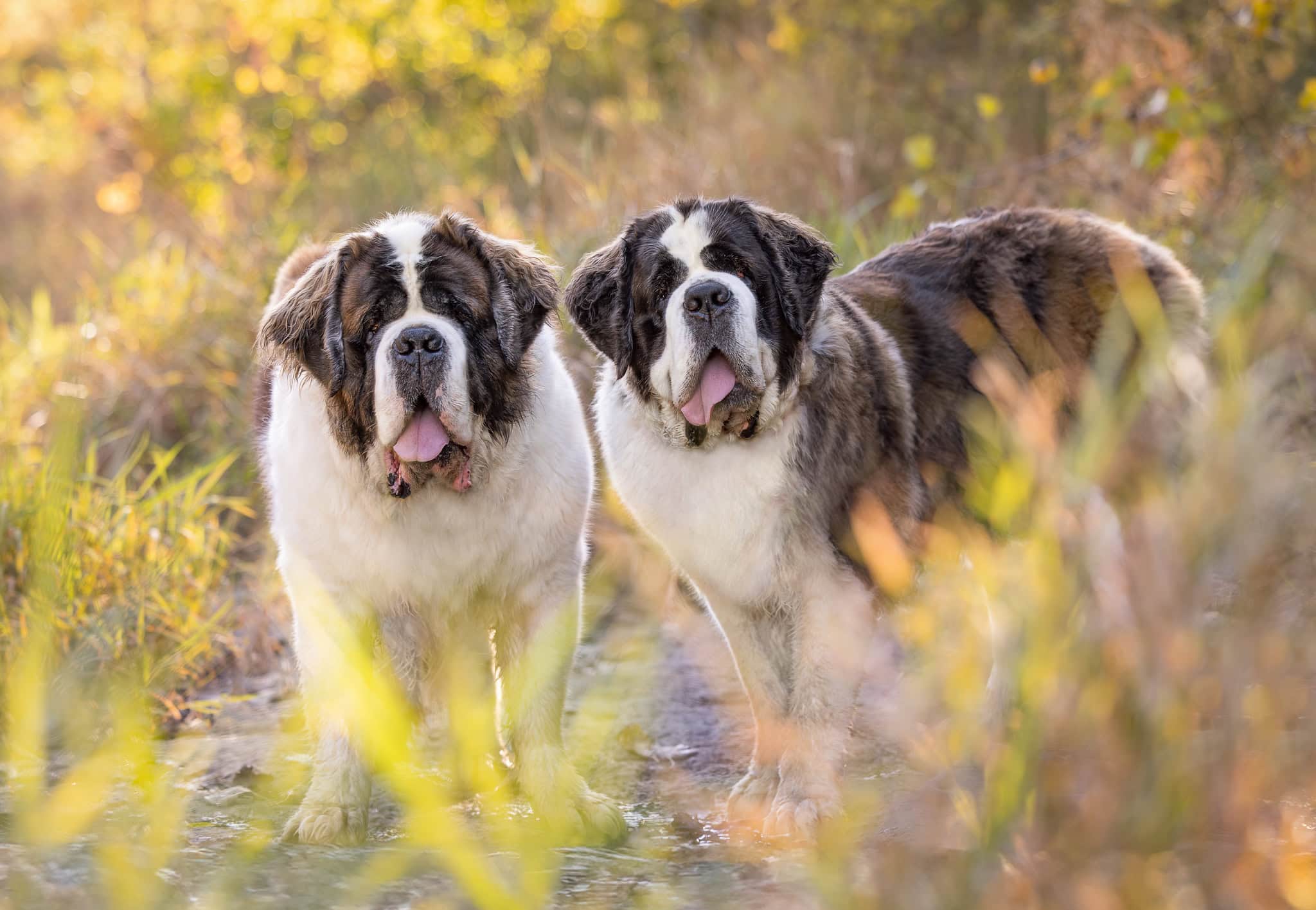Dog photographer with two Saint Bernards at upper falls in Balls Falls