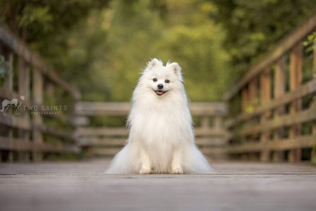white dog sitting on a bridge framed by an arch of leaves at Cherry Hill Gate in Burlington