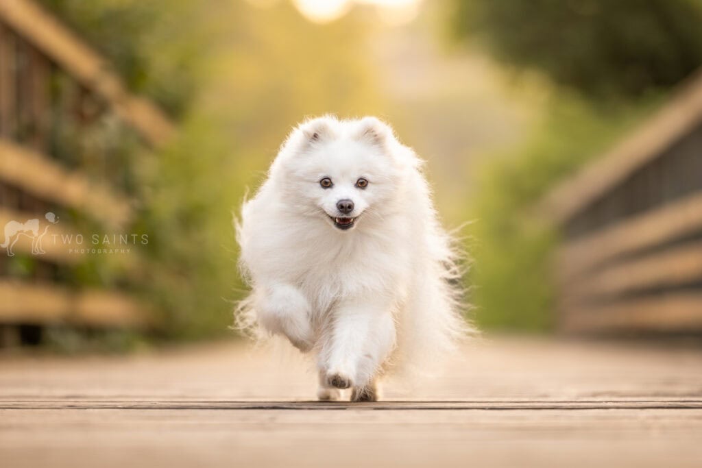 small white dog running on a bridge at Cherry Hill Gate in Burlington