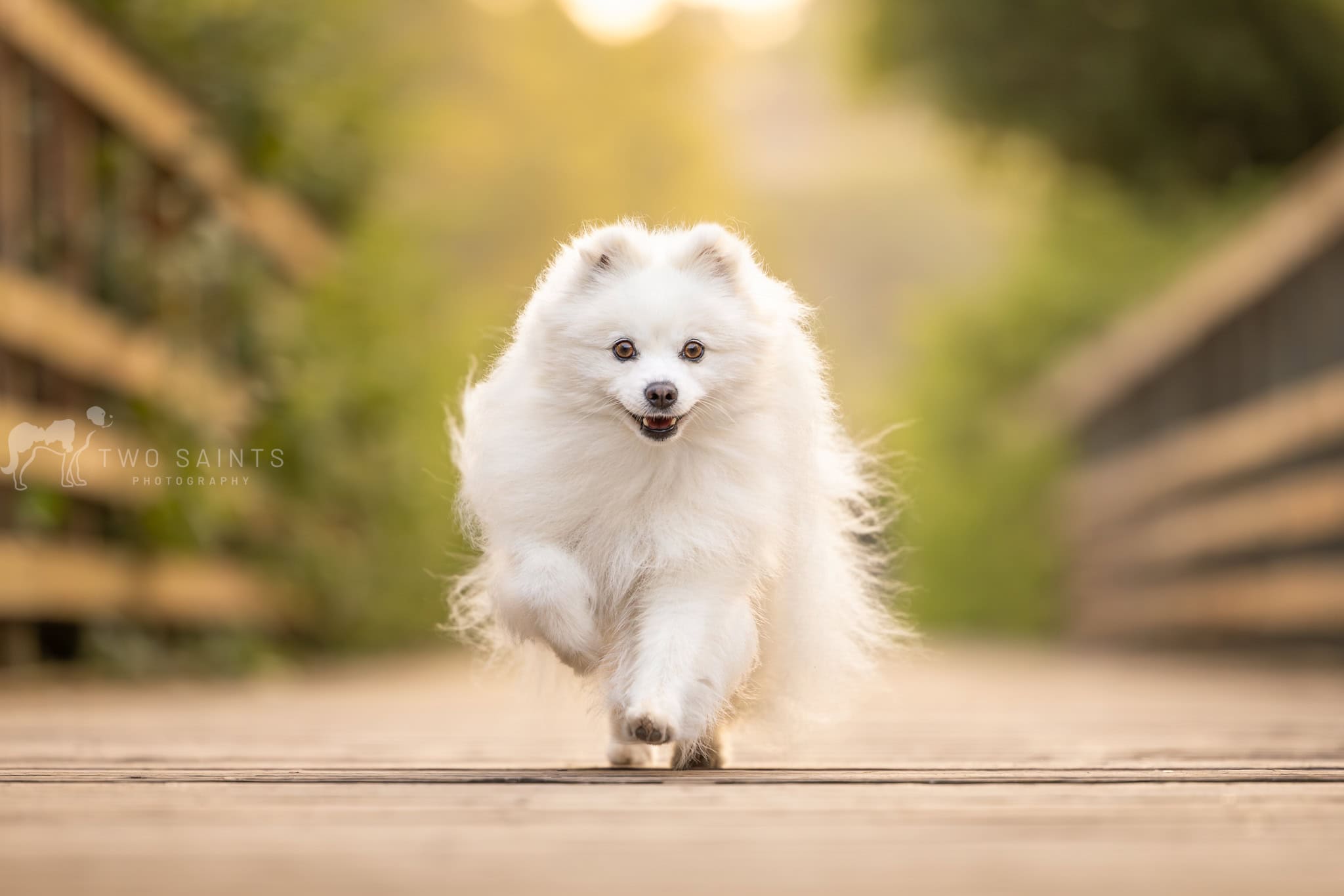 small white dog running on a bridge at Cherry Hill Gate in Burlington