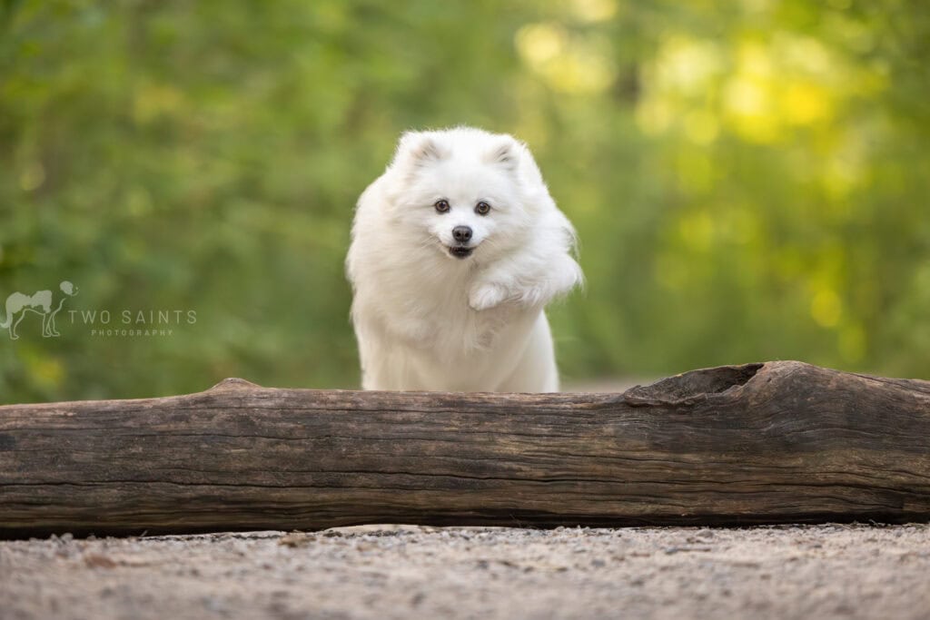 Pomeranian jumping over a log at Cherry Hill Gage in Burlington