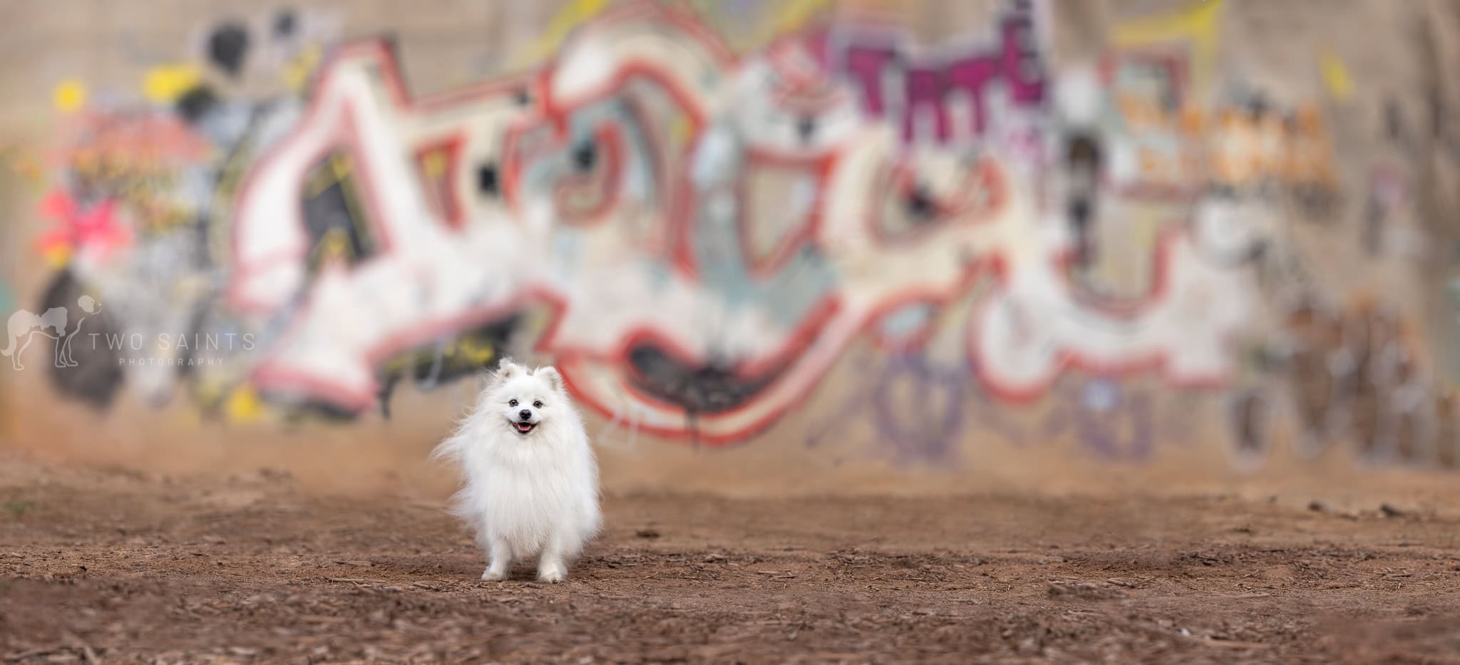 Pomeranian sitting in front of a graffiti wall