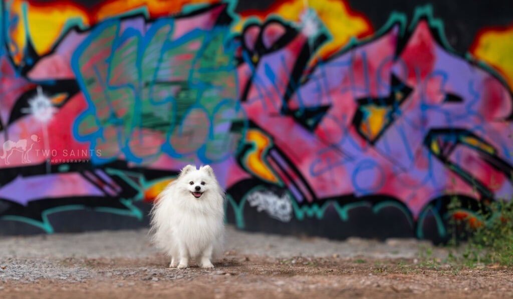 Small white dog sitting in front of a graffiti wall