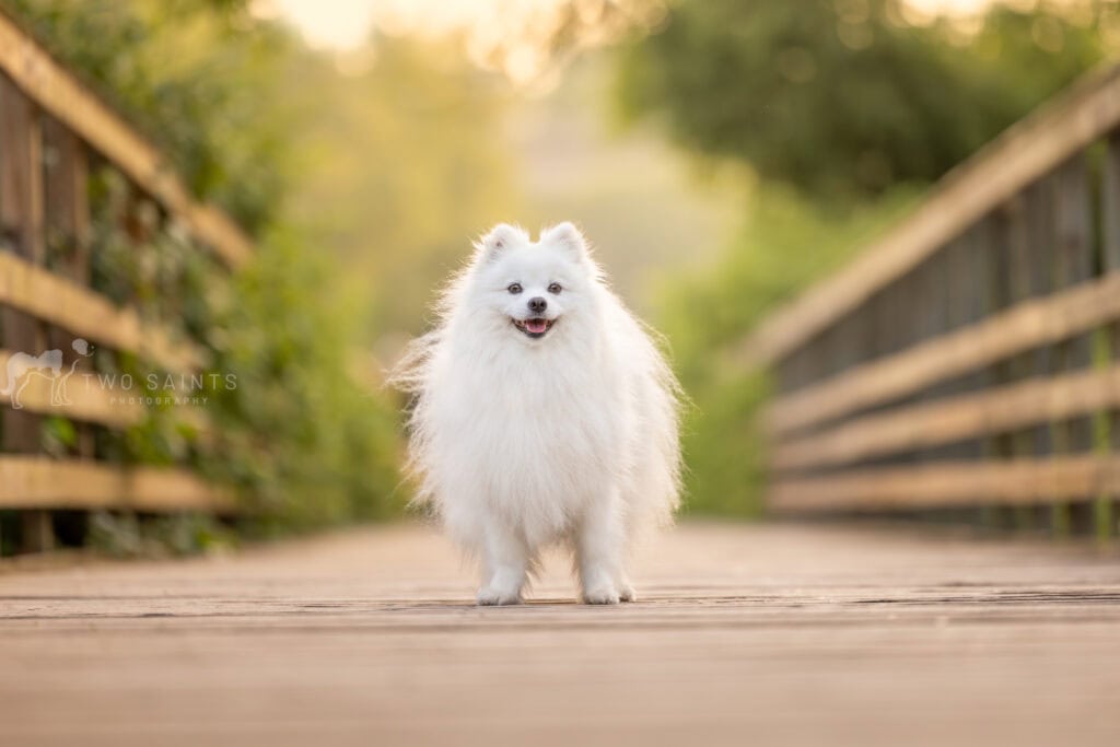 floofy