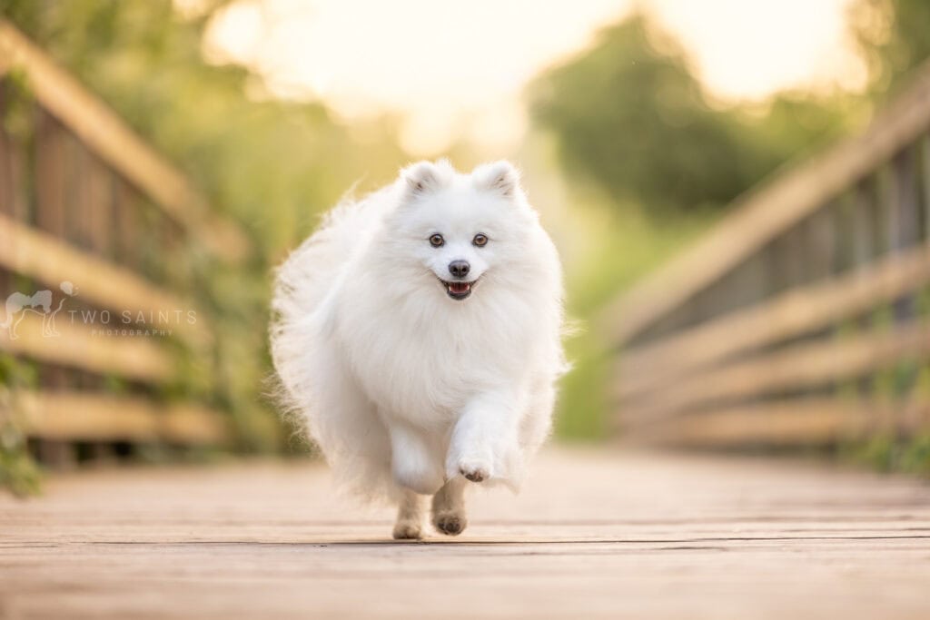 happy American eskimo dog running on bridge in Cherry Hill Gate in Burlington