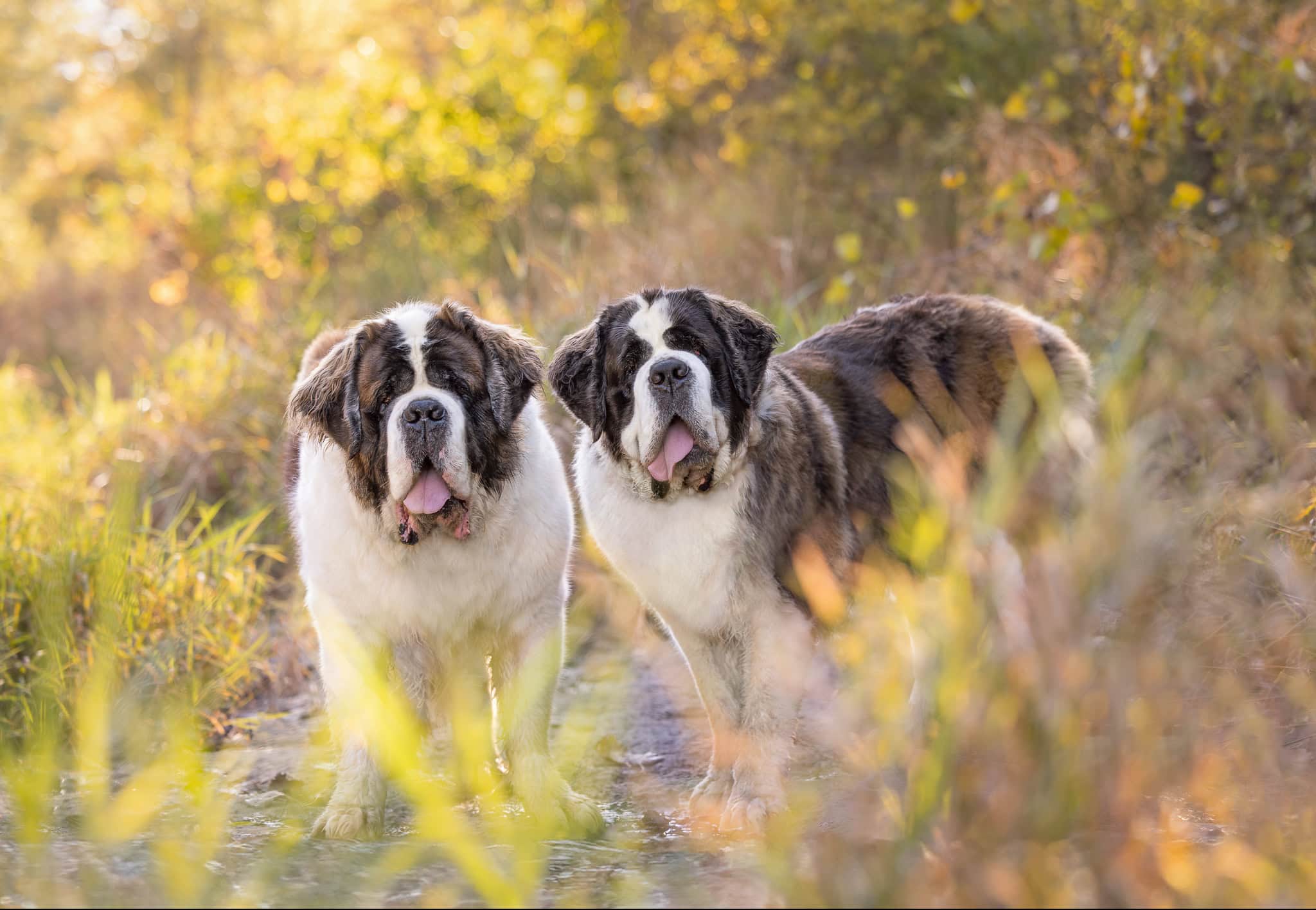 Two St. Bernards photographed at upper falls at Balls Falls Ontario
