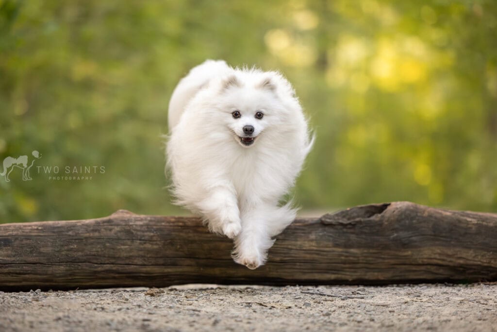 dog jumping over log at Cherry Hill Gate in Burlington