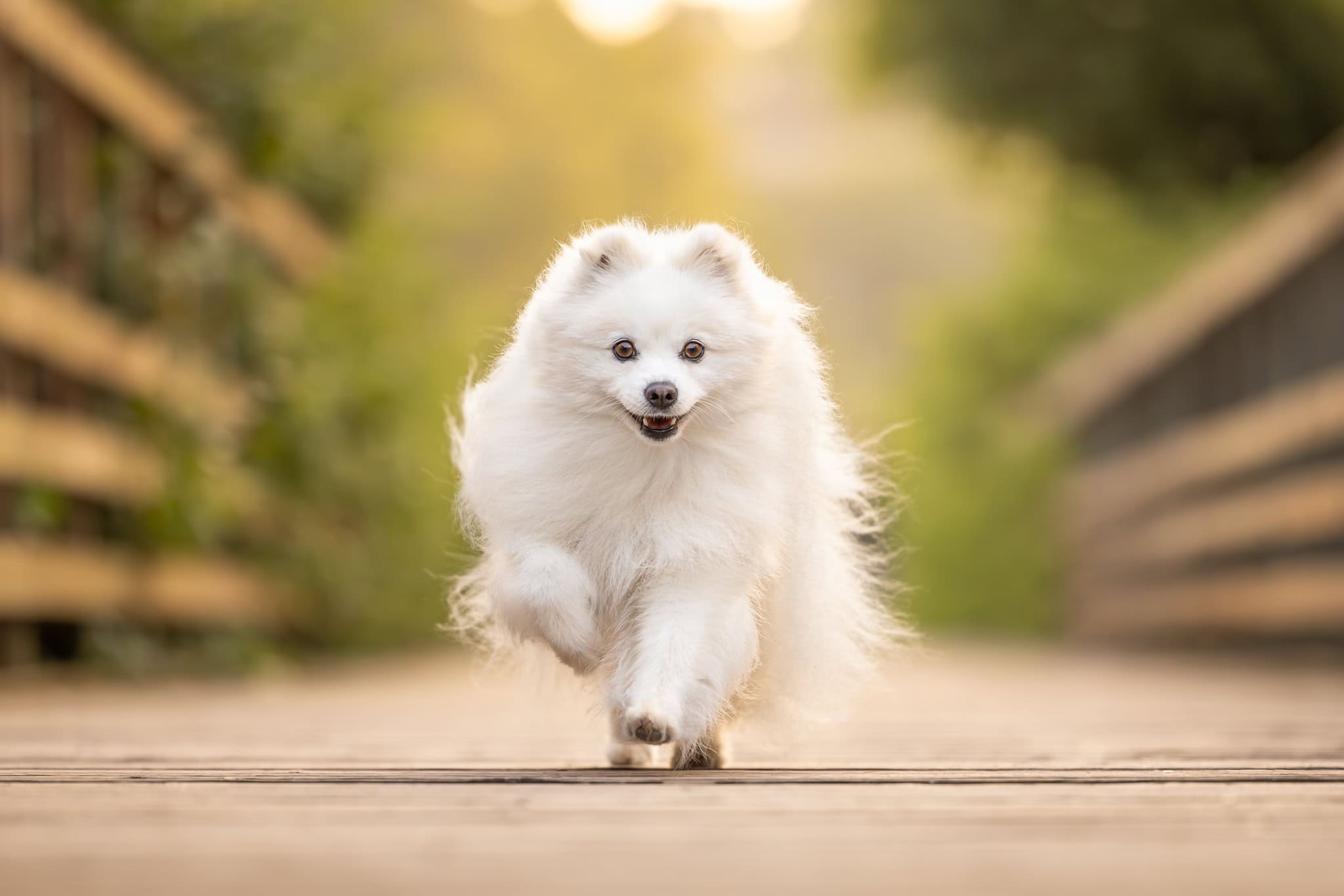 dog-running-on-a-bridge