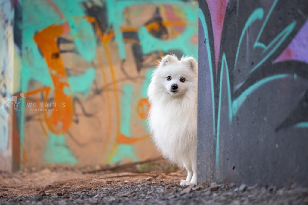 white dog peeking around corner of a graffiti wall at Cherry Hill Gate in Burlington