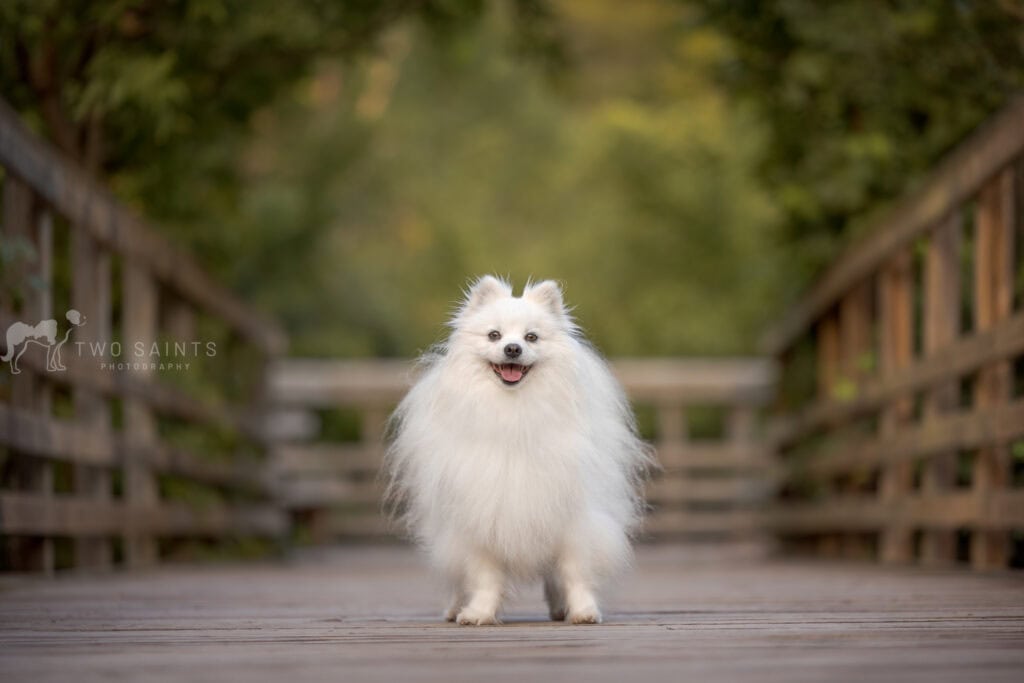 white dog posing on bridge at Cherry Hill Gate in Burlington