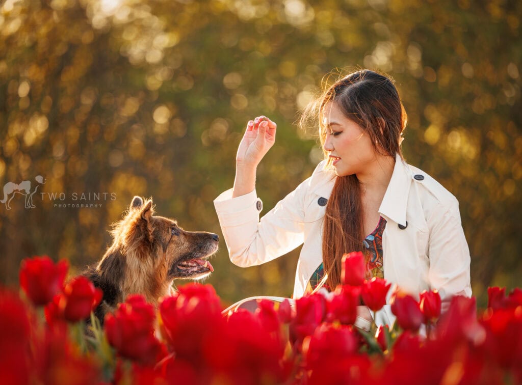 a German Shepard and a lady at TASC Tulip Farm in Ridgeville Ontario