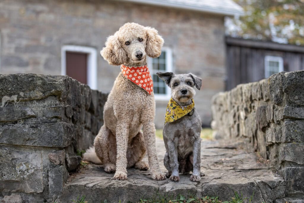 Two dogs wearing fall coloured scarves  sitting on a stone bridge at Decew Falls In St. Catharines