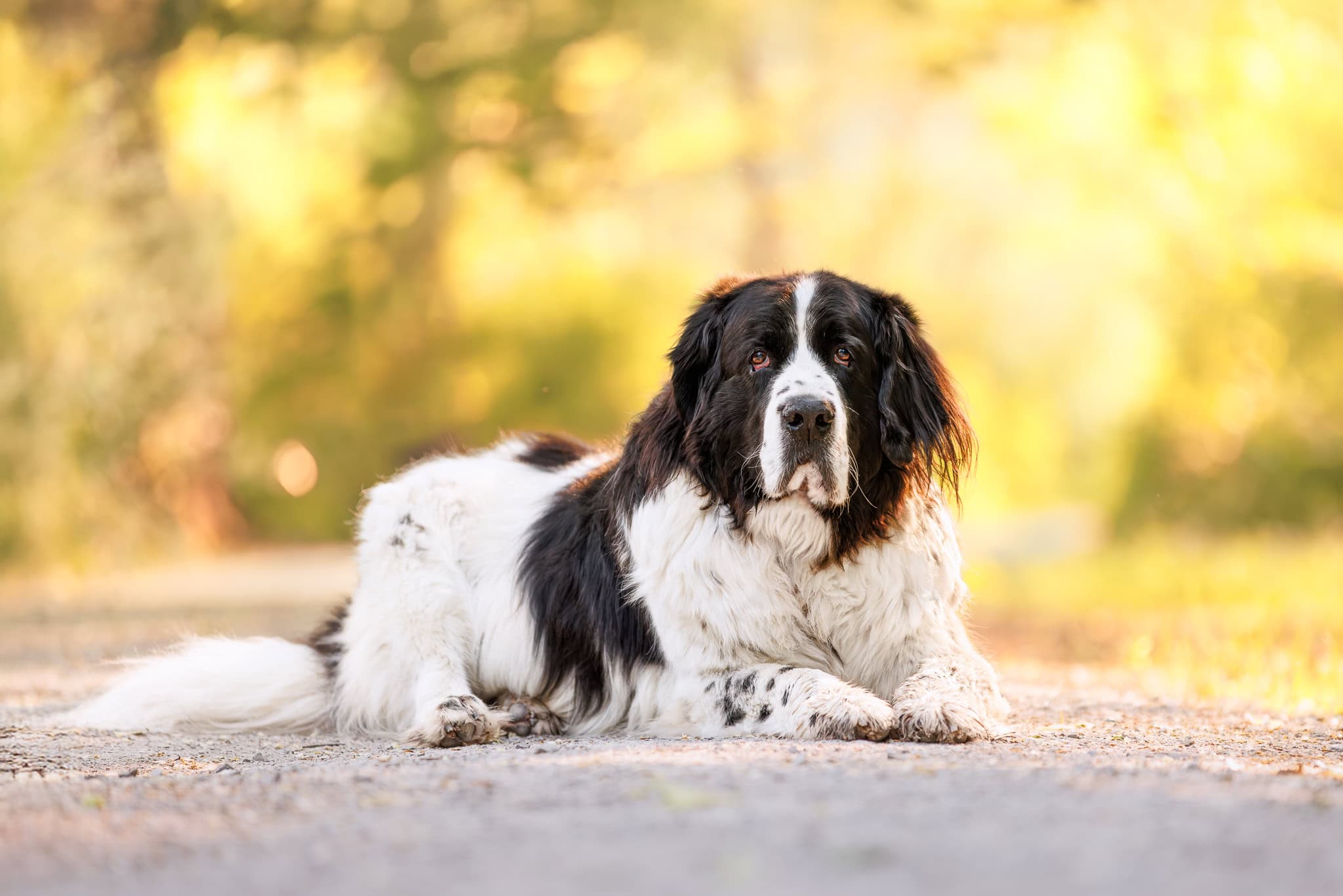 Newfoundland dog