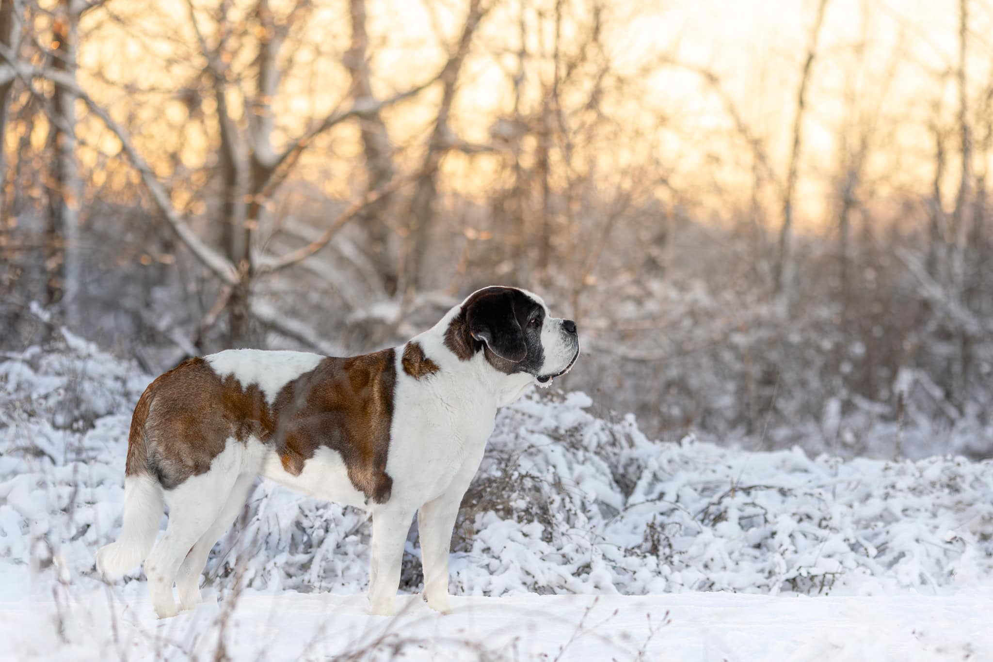 st. Bernard in Niagara on the lake