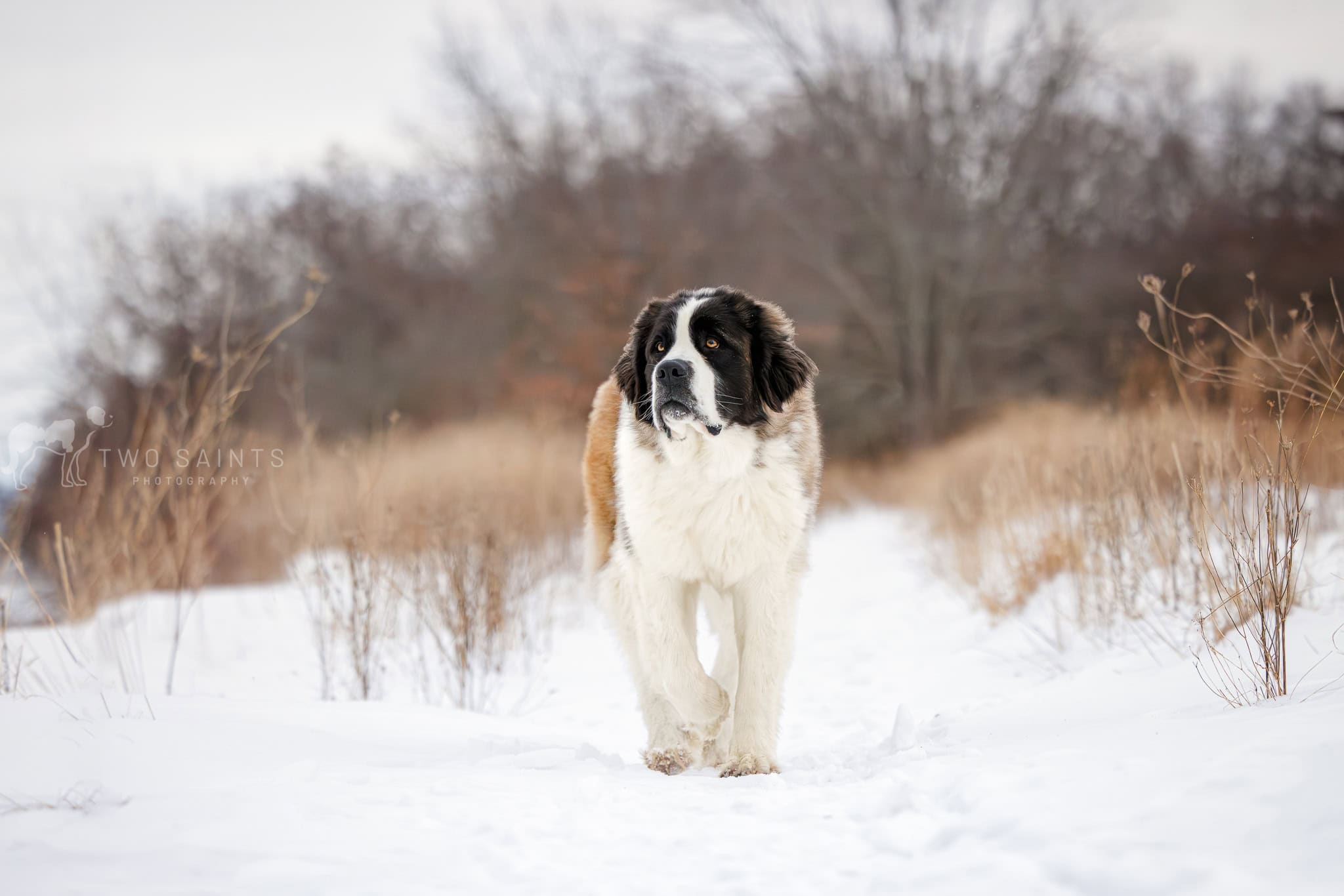 St Bernard Niagara Shores Park