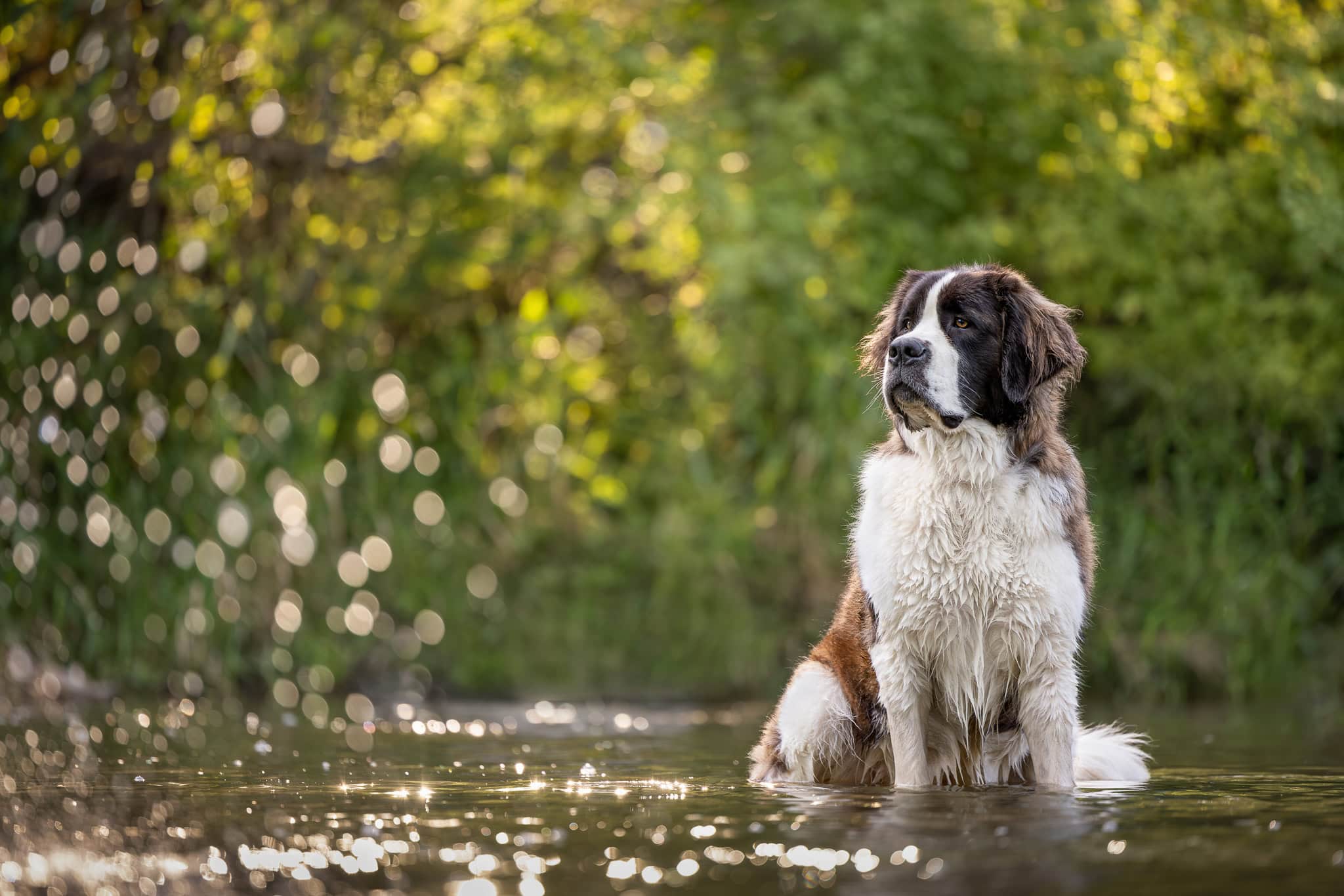 st bernard at Balls Falls Conservation area