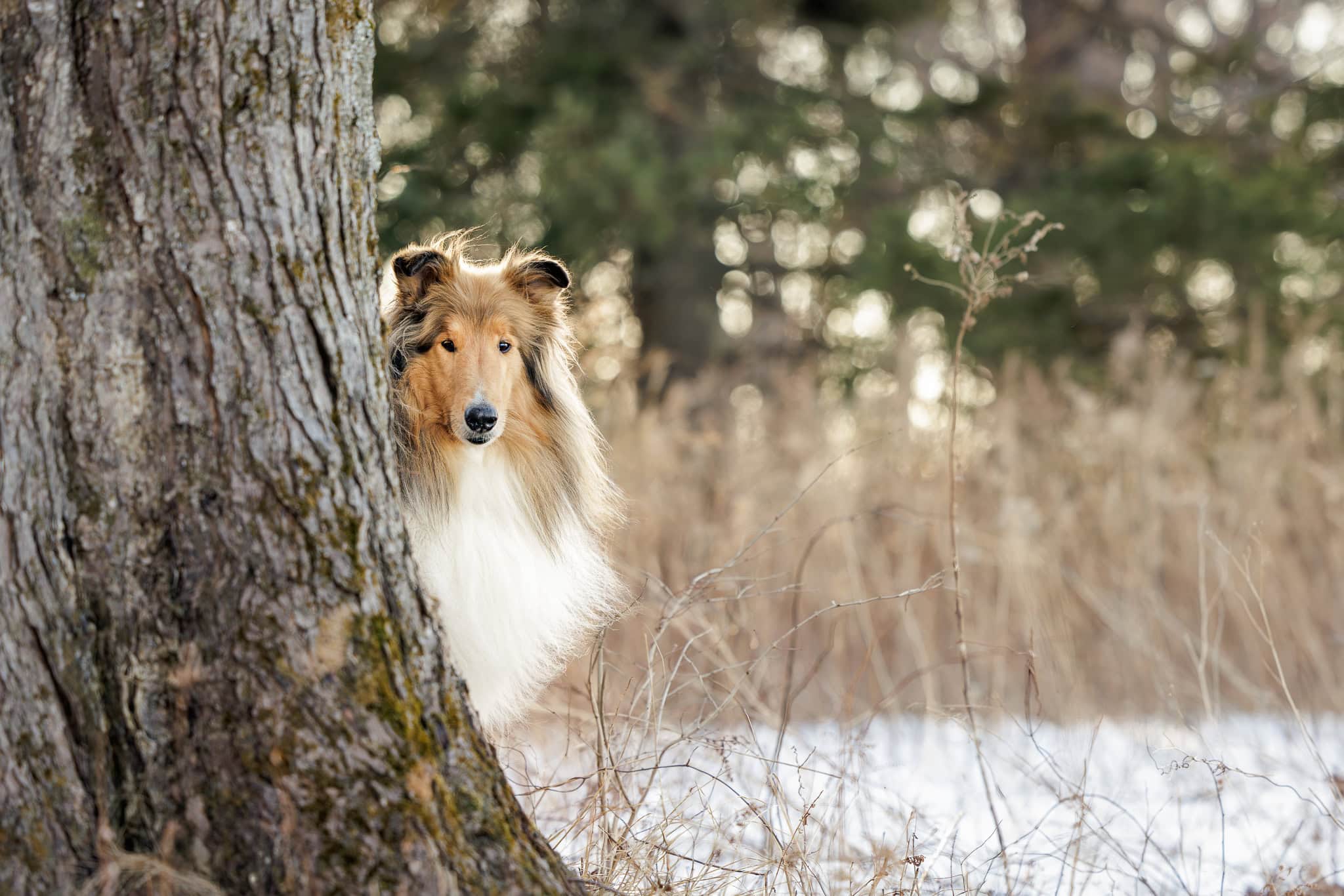 Dog peeking around tree at Niagara Shores Park