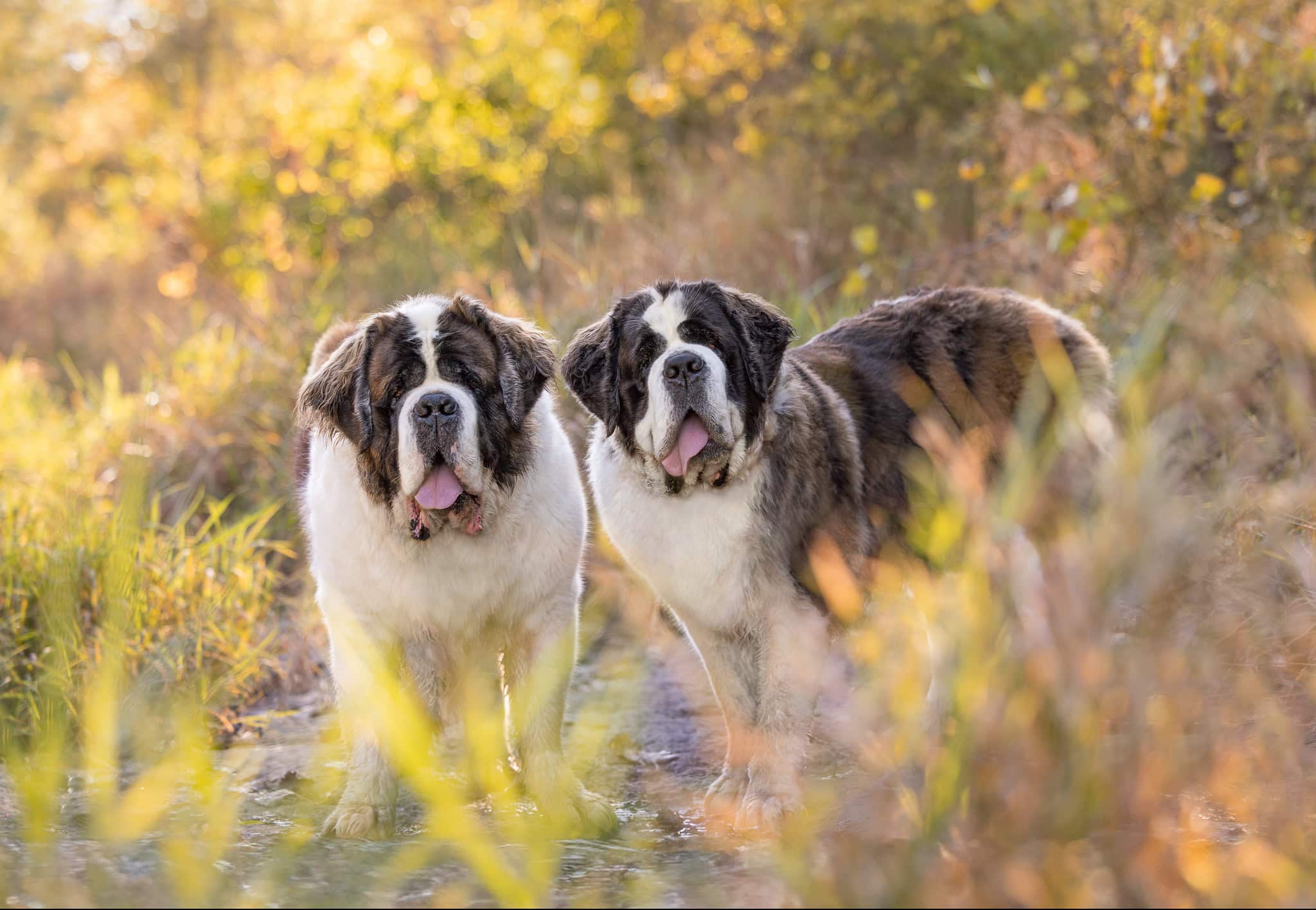 two saint Bernards at Balls Falls Conservation area