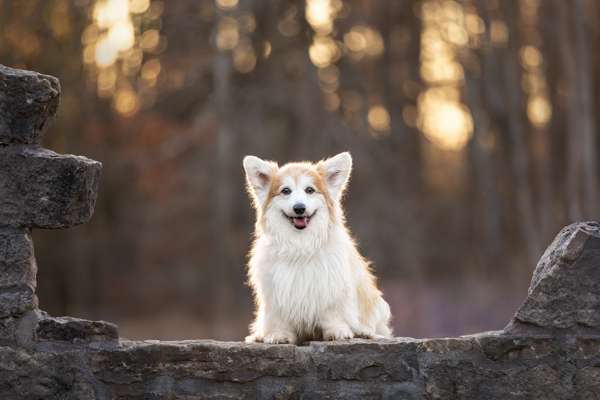 corgi at Dundas Valley Conservation are