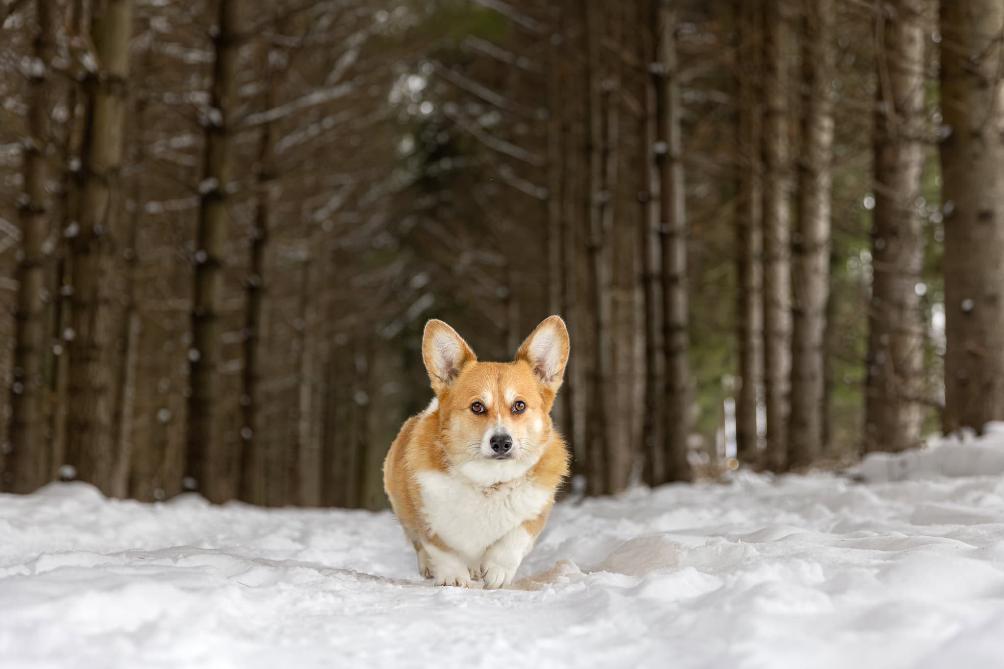Corgi at Woolwich Dam Reservoir