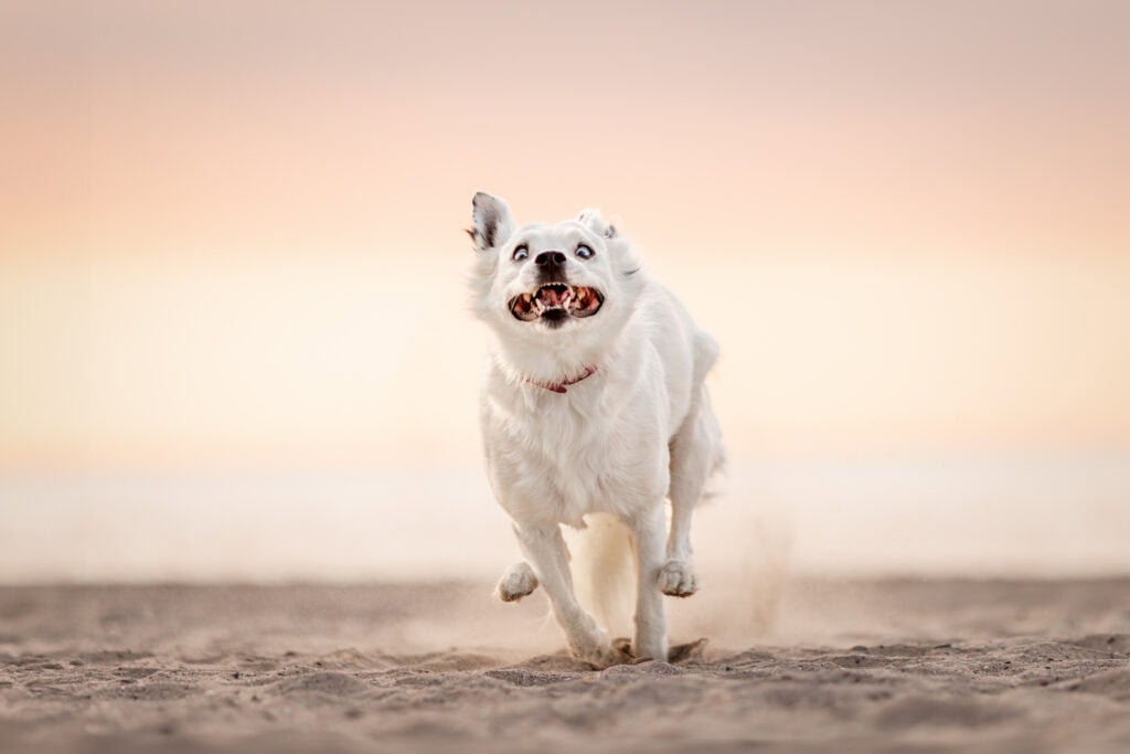 dog running on Lakeside park beach in port dalhousie St. Catharines 