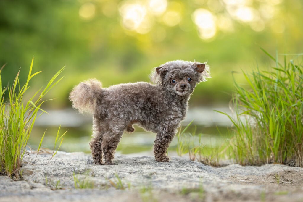 Teacup poodle standing in foliage with beautiful backlight at Balls Falls Conservation area