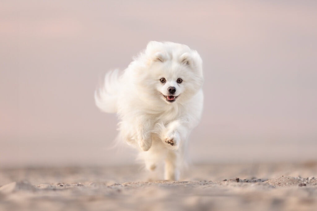 small white dog running on beach during golden hour Lakeside park Beach in Port Dalhousie St. Catharines