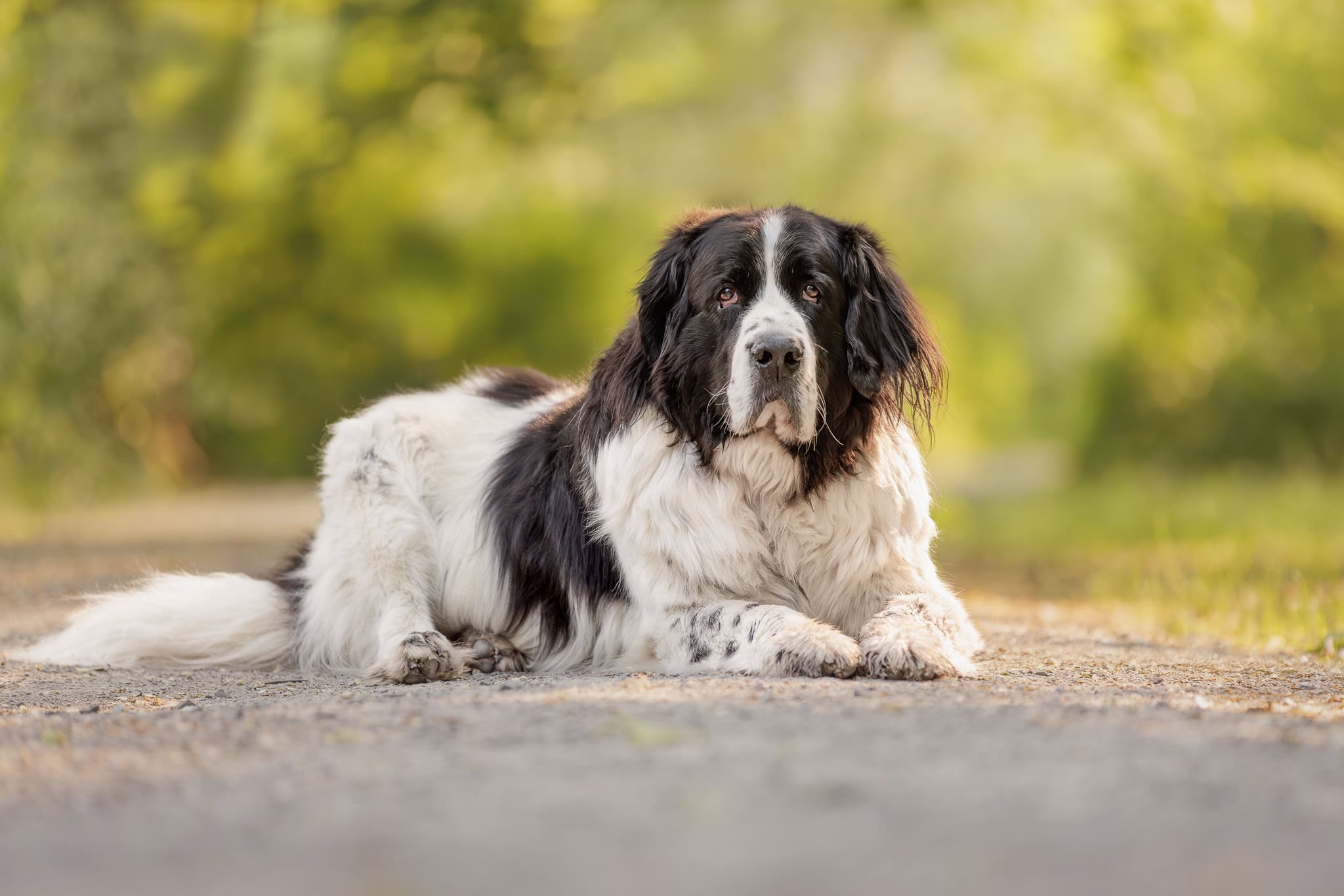 Landseer newfoundland dog laying in sun at Dufferin Islands in Niagara Falls